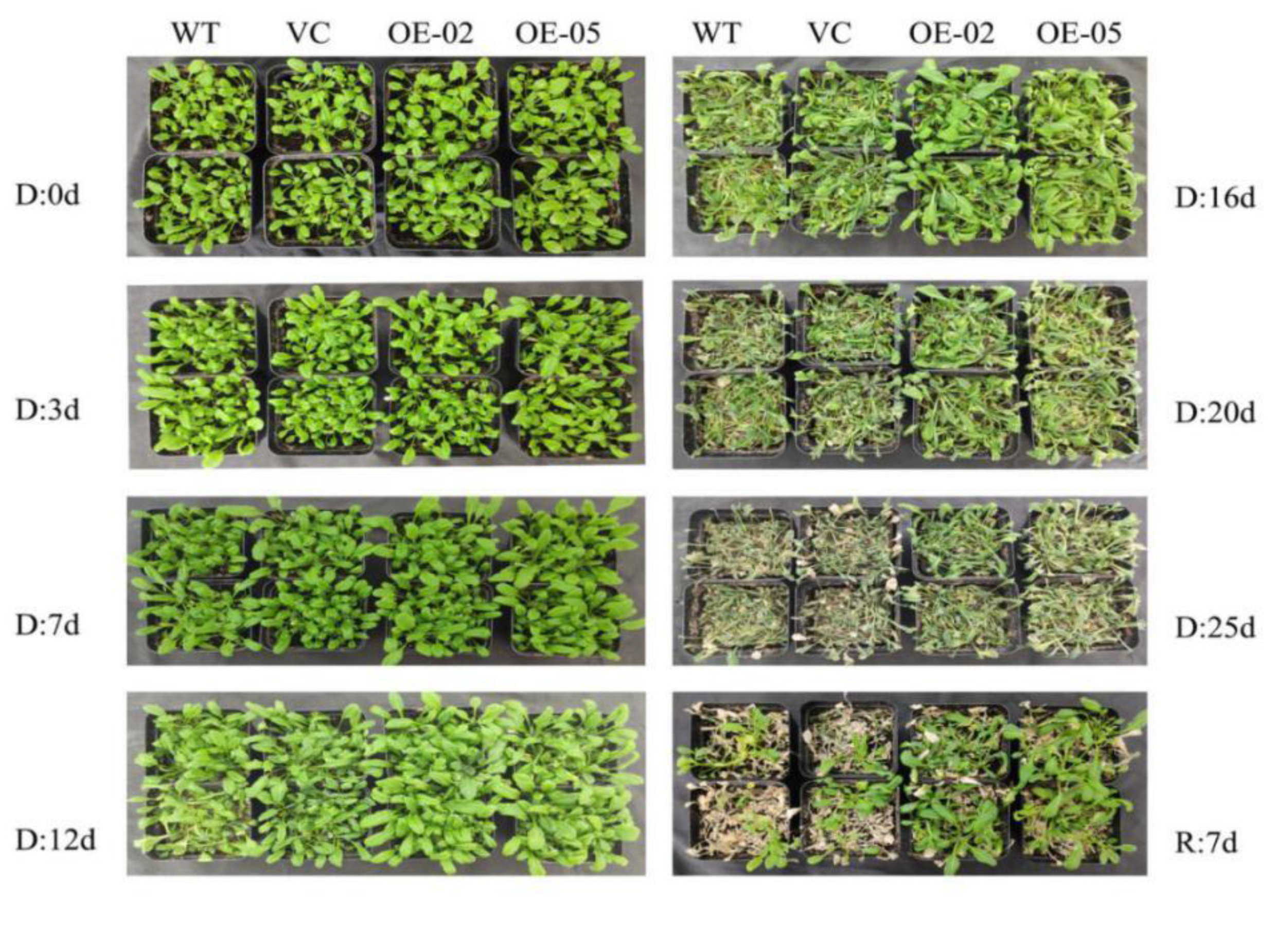 Ijms 21 07499 g005 Ijms 21 07499 g005