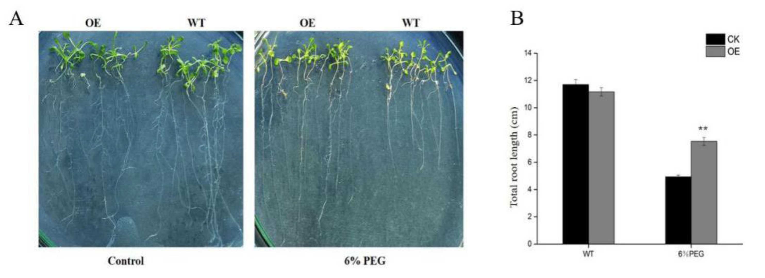 Ijms 21 07499 g007 Ijms 21 07499 g007