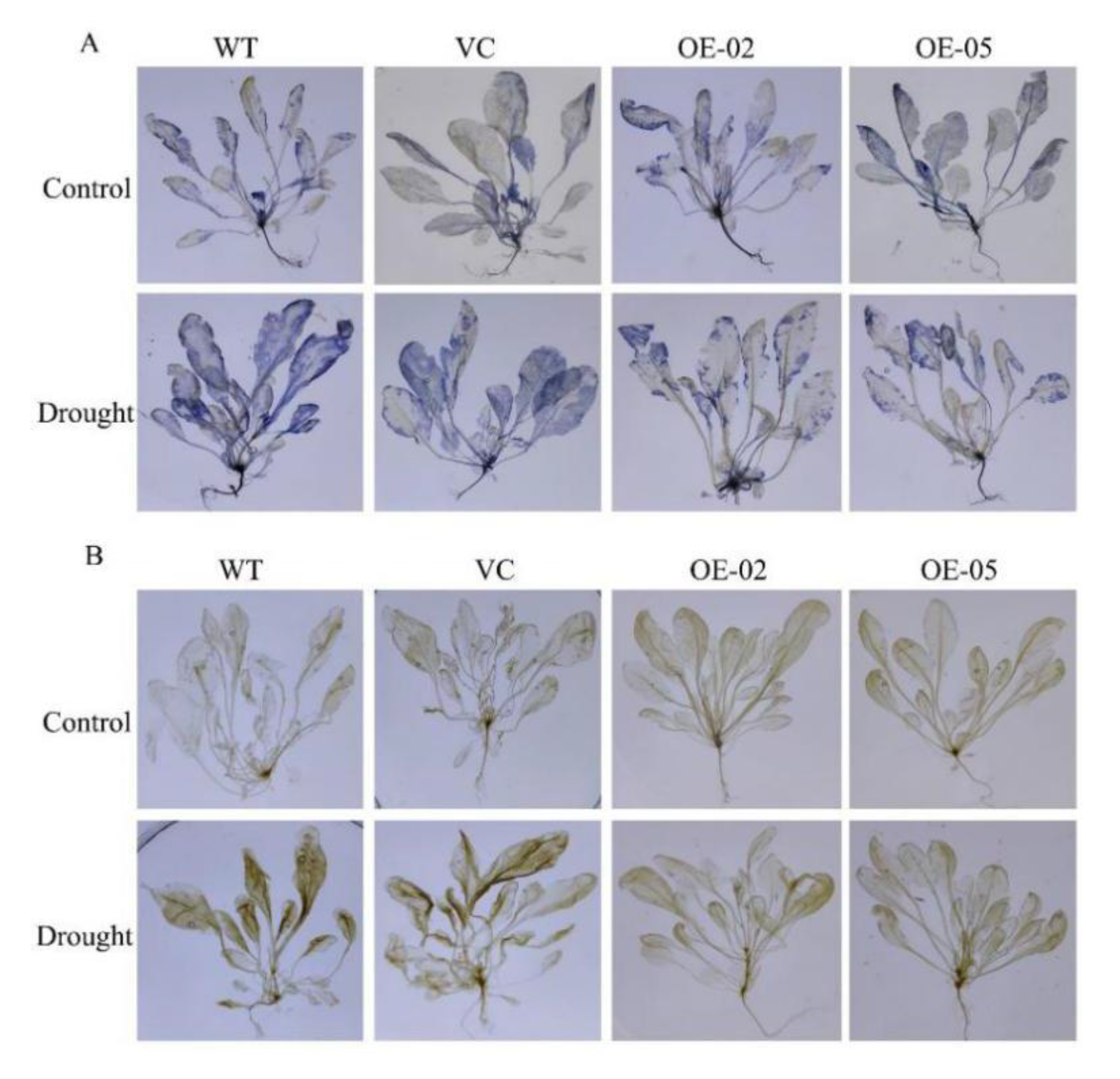 Ijms 21 07499 g008 Ijms 21 07499 g008