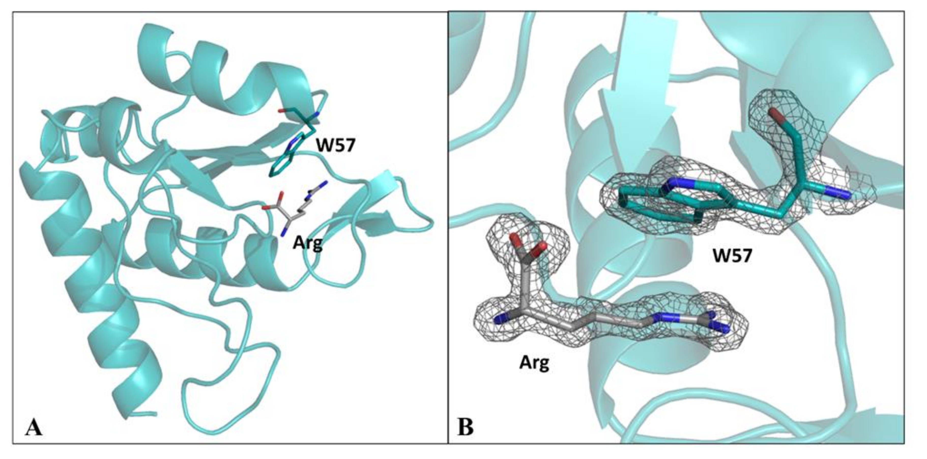 protein scaffold engineering protein scaffold engineering