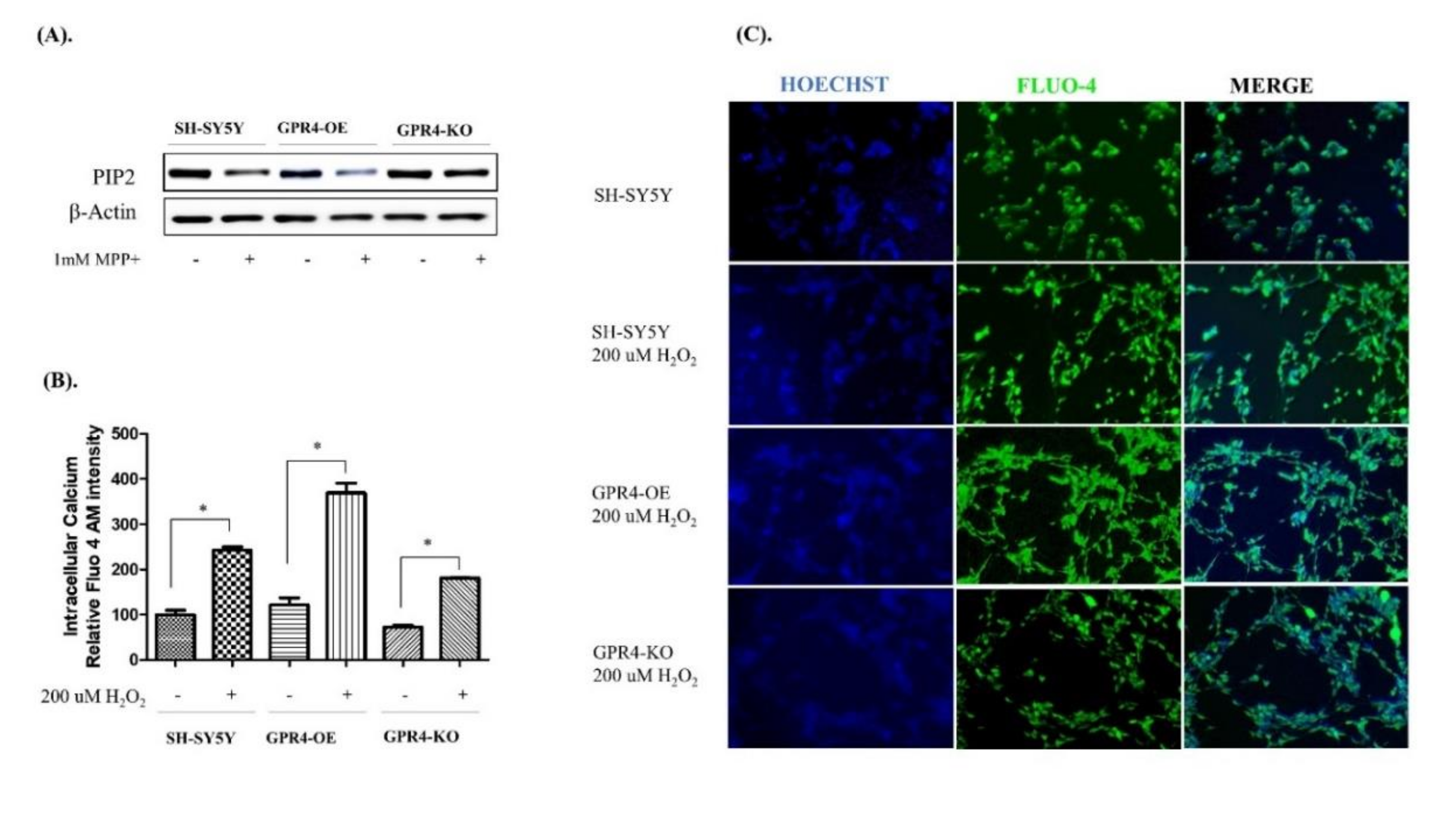 Ijms 21 07517 g008 Ijms 21 07517 g008