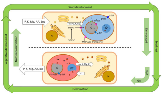 Ijms Special Issue Morphology And Physiology Of Seeds And Other Plant Storage Tissues