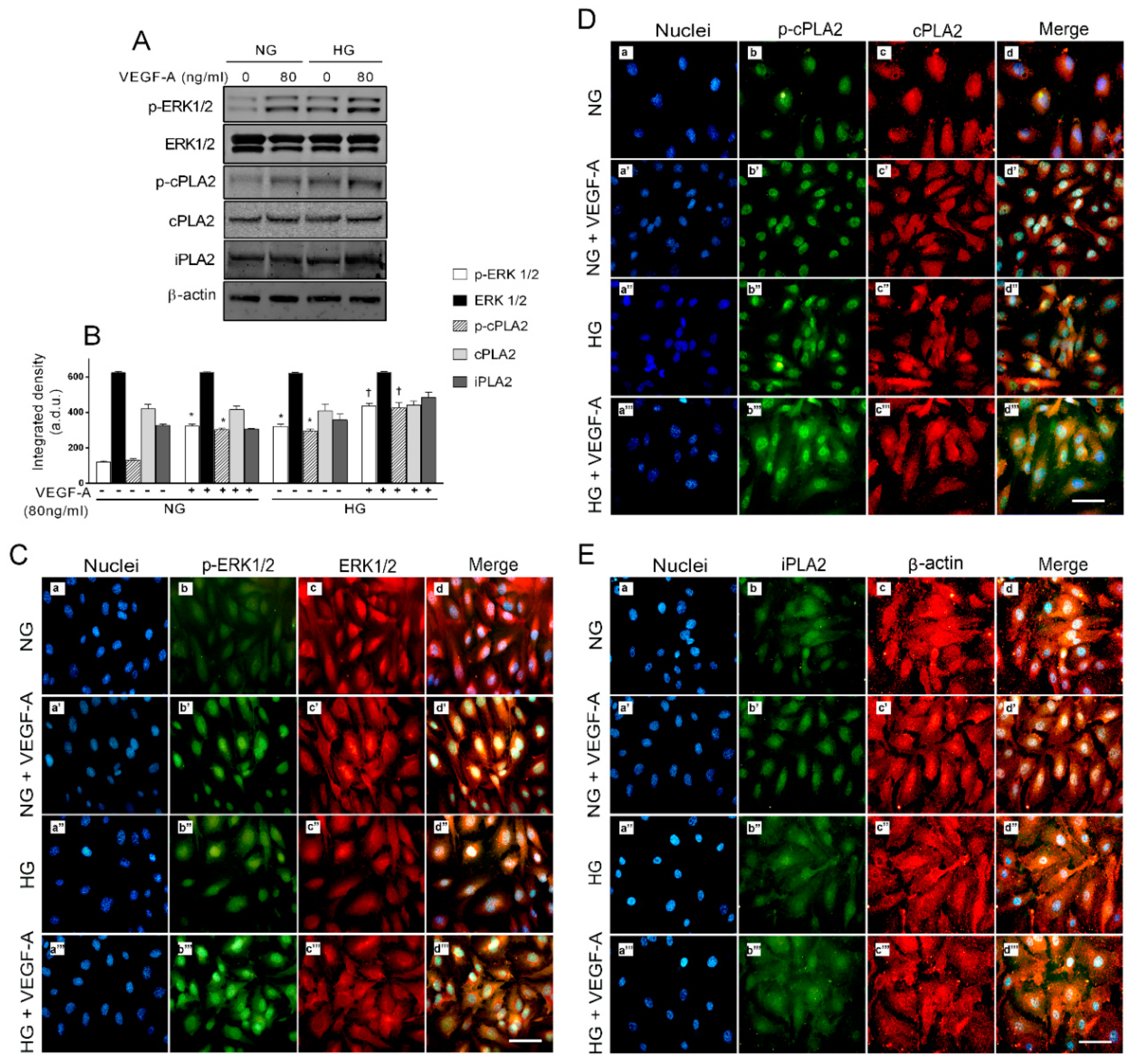 Ijms 21 07528 g005 Ijms 21 07528 g005