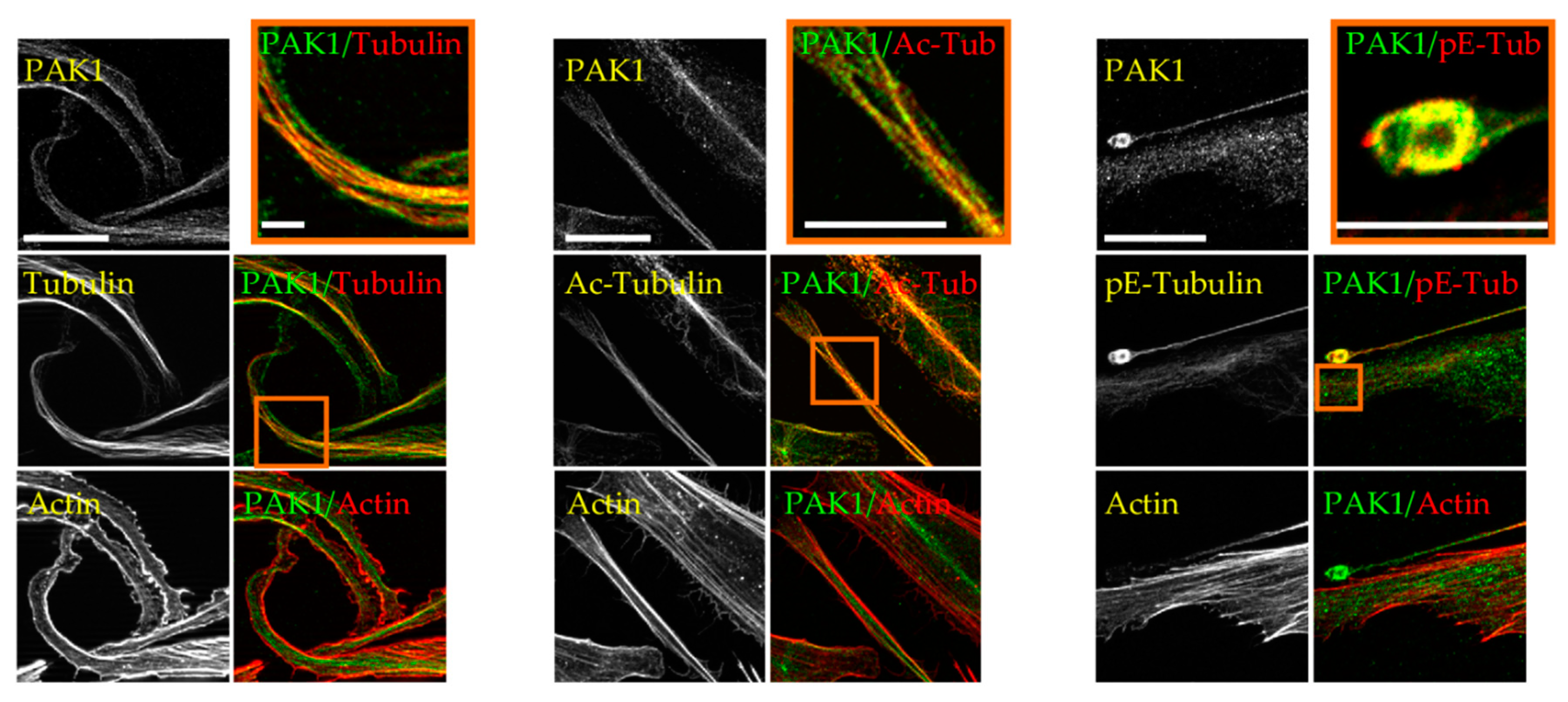 Ijms 21 07531 g002 Ijms 21 07531 g002