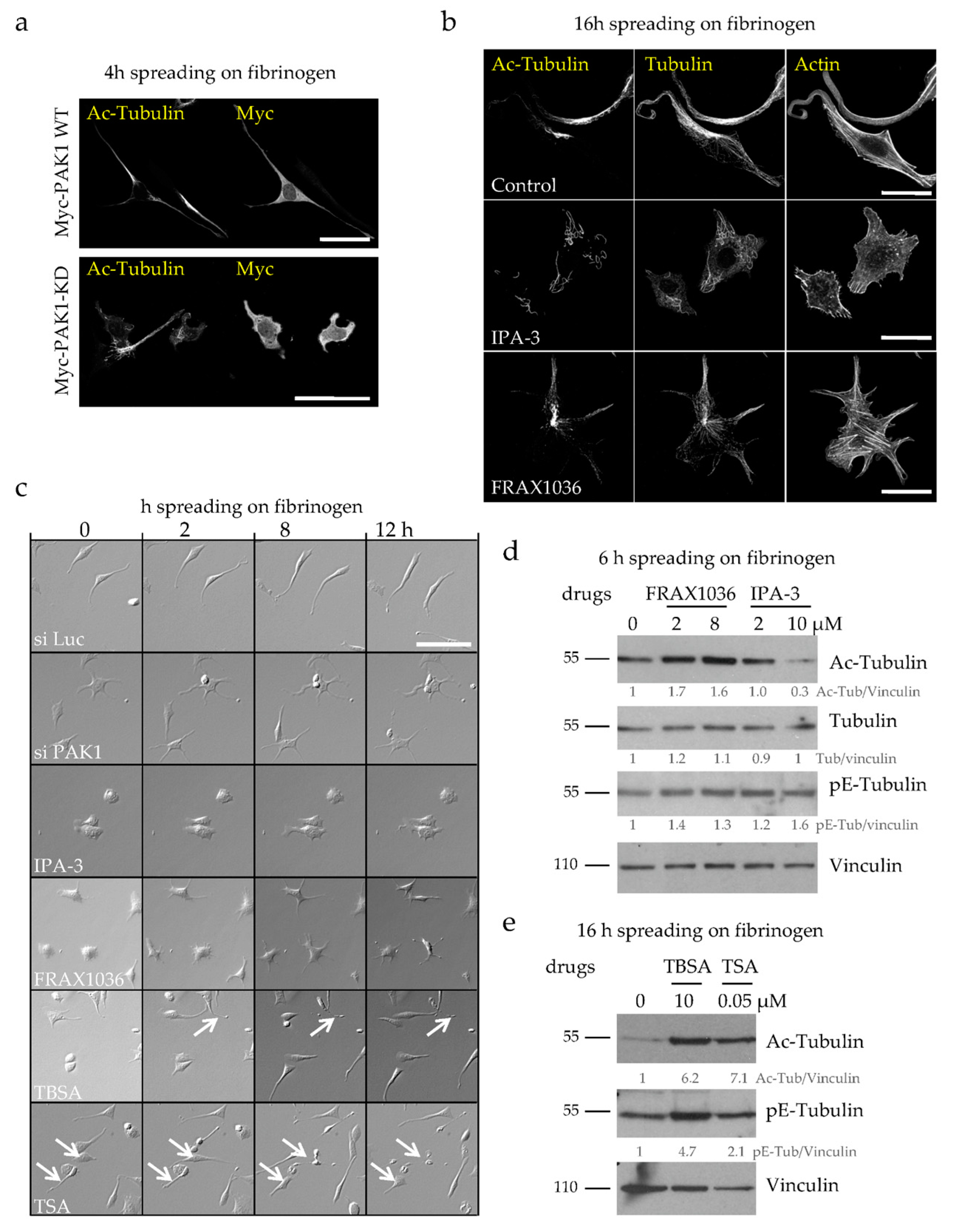 Ijms 21 07531 g004 Ijms 21 07531 g004