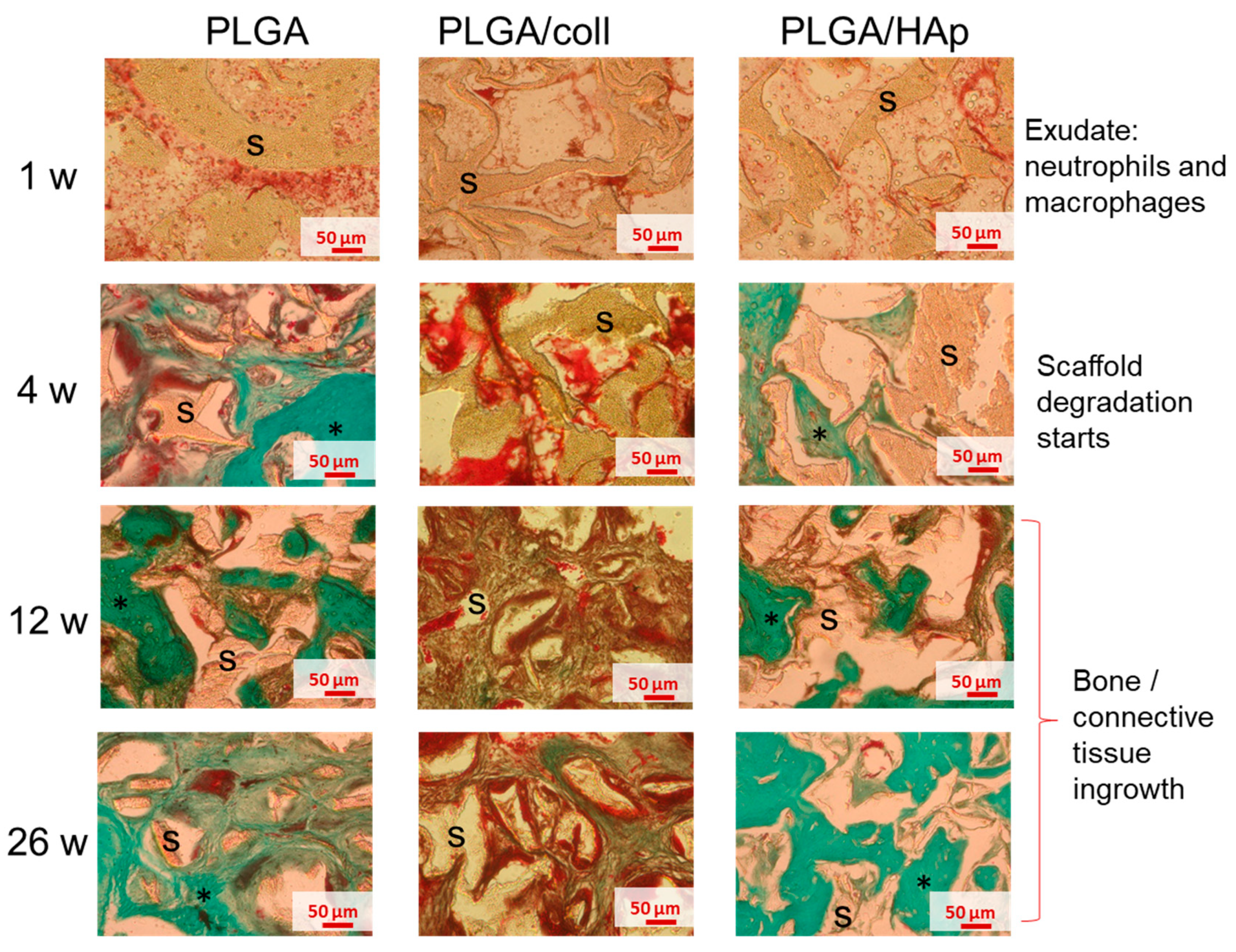 Ijms 21 07541 g005 Ijms 21 07541 g005