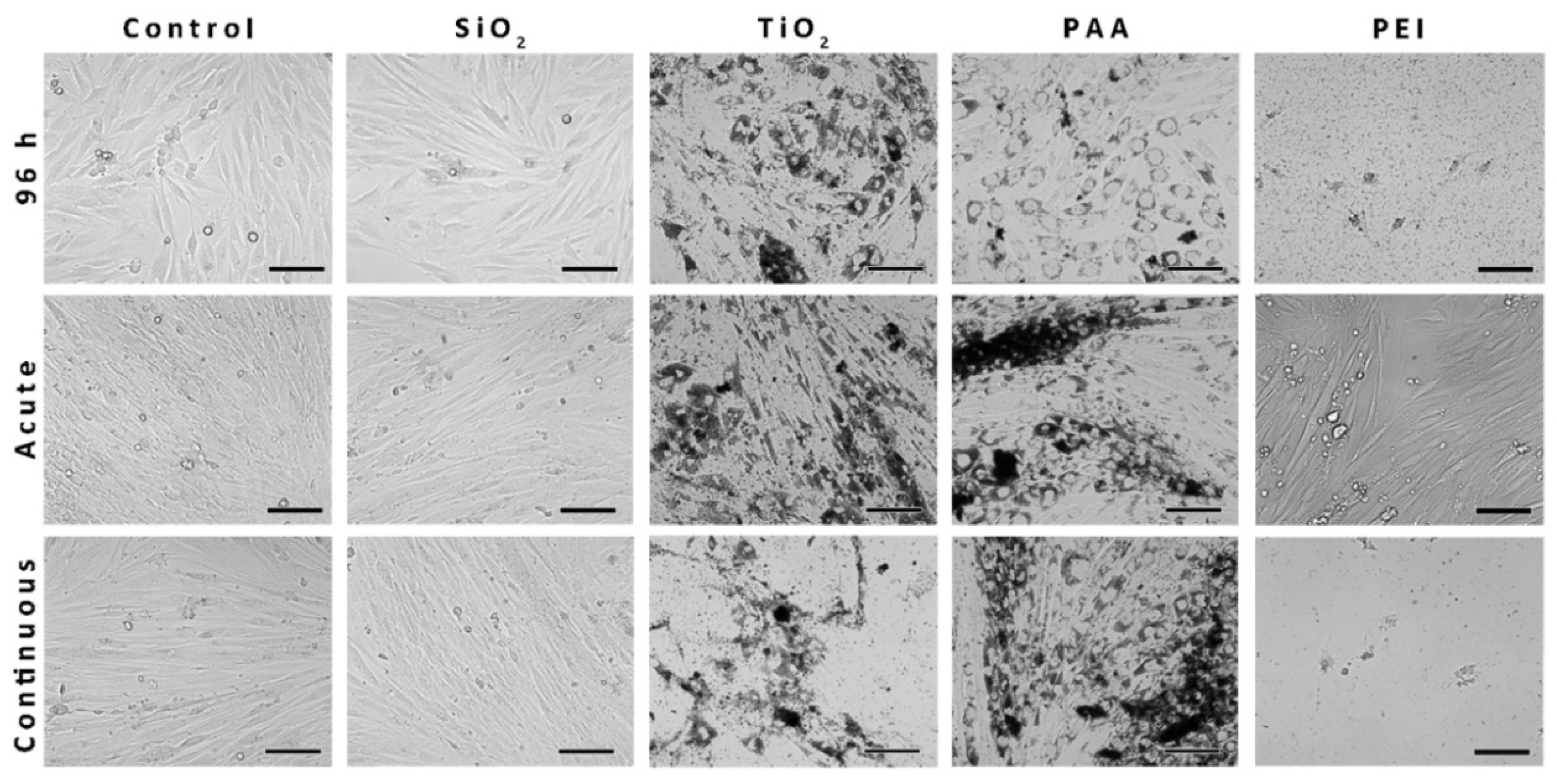 Ijms 21 07545 g004 Ijms 21 07545 g004