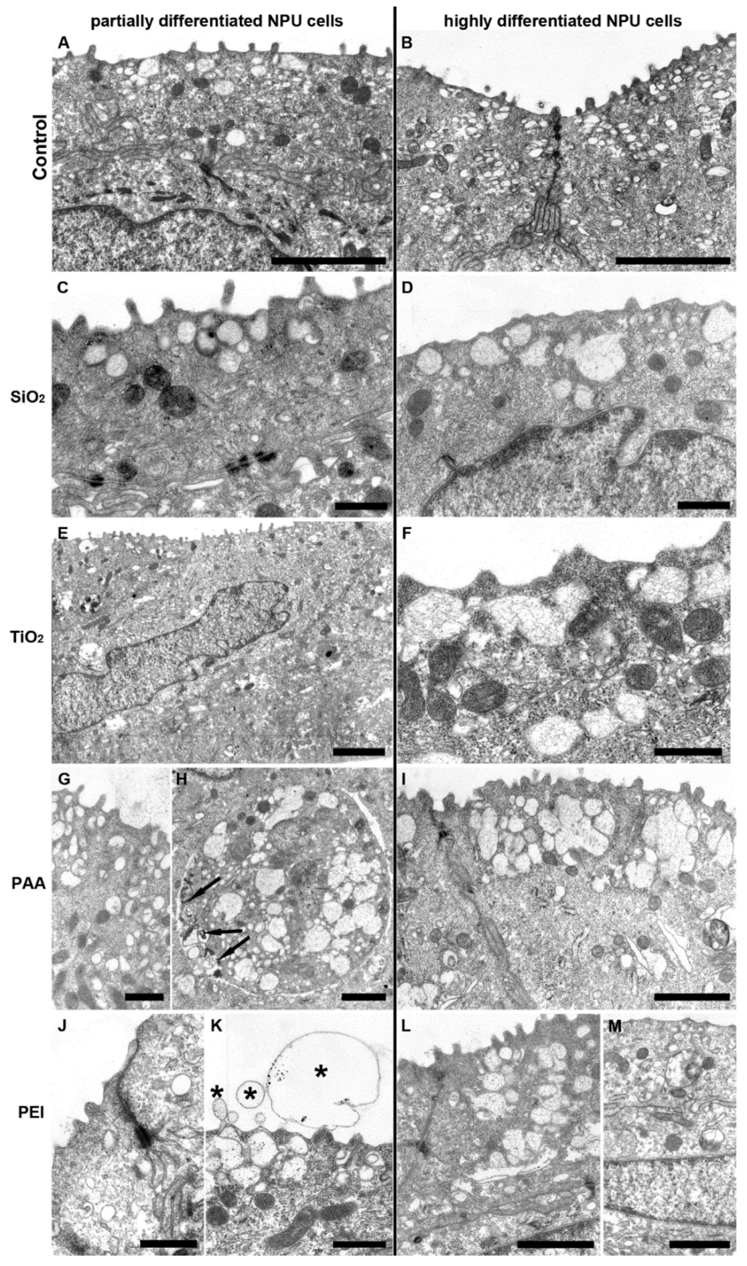 Ijms 21 07545 g005 Ijms 21 07545 g005