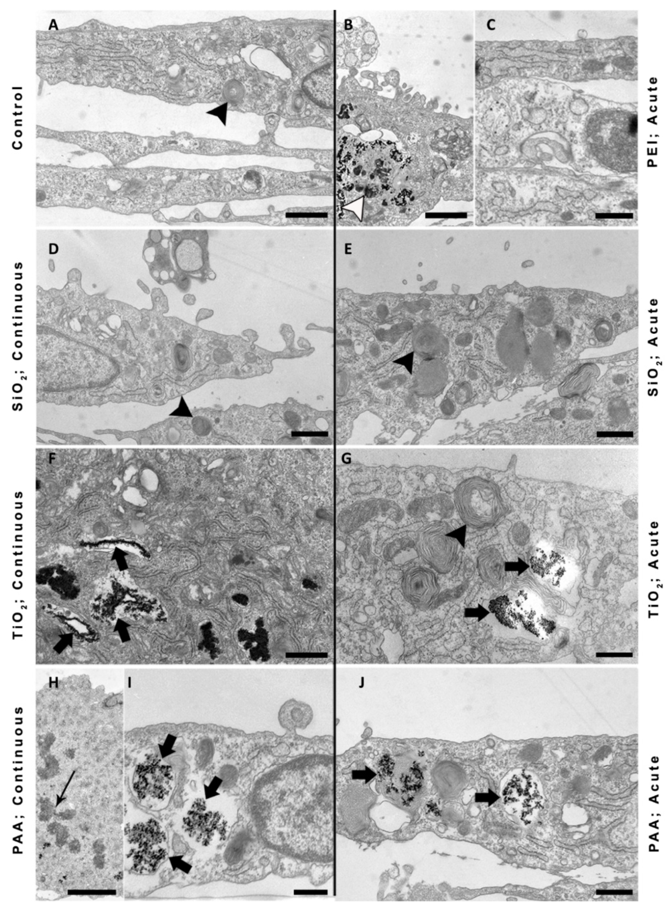 Ijms 21 07545 g006 Ijms 21 07545 g006