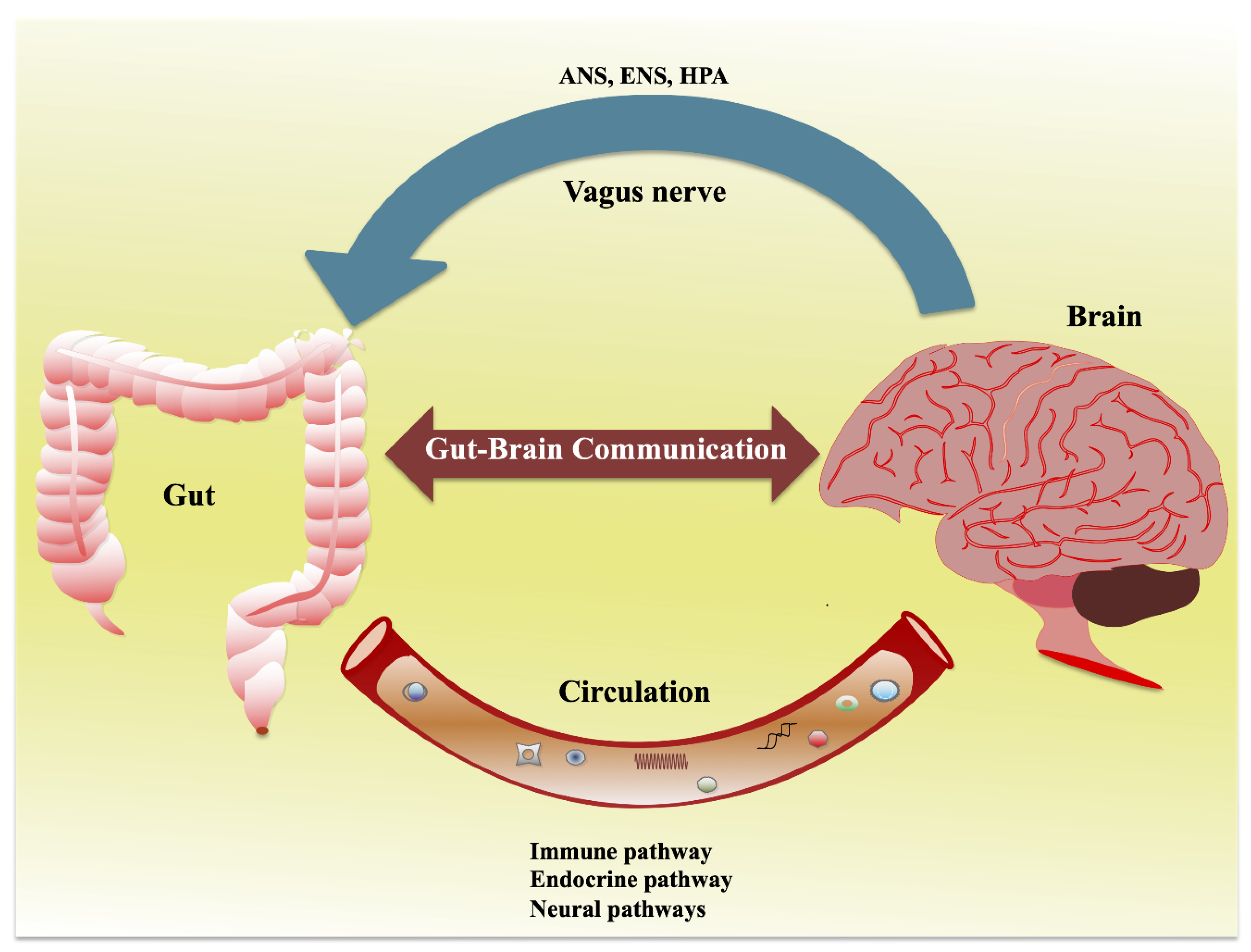 Ijms Free Full Text Gutbrain Axis Role Of Gut Microbiota On