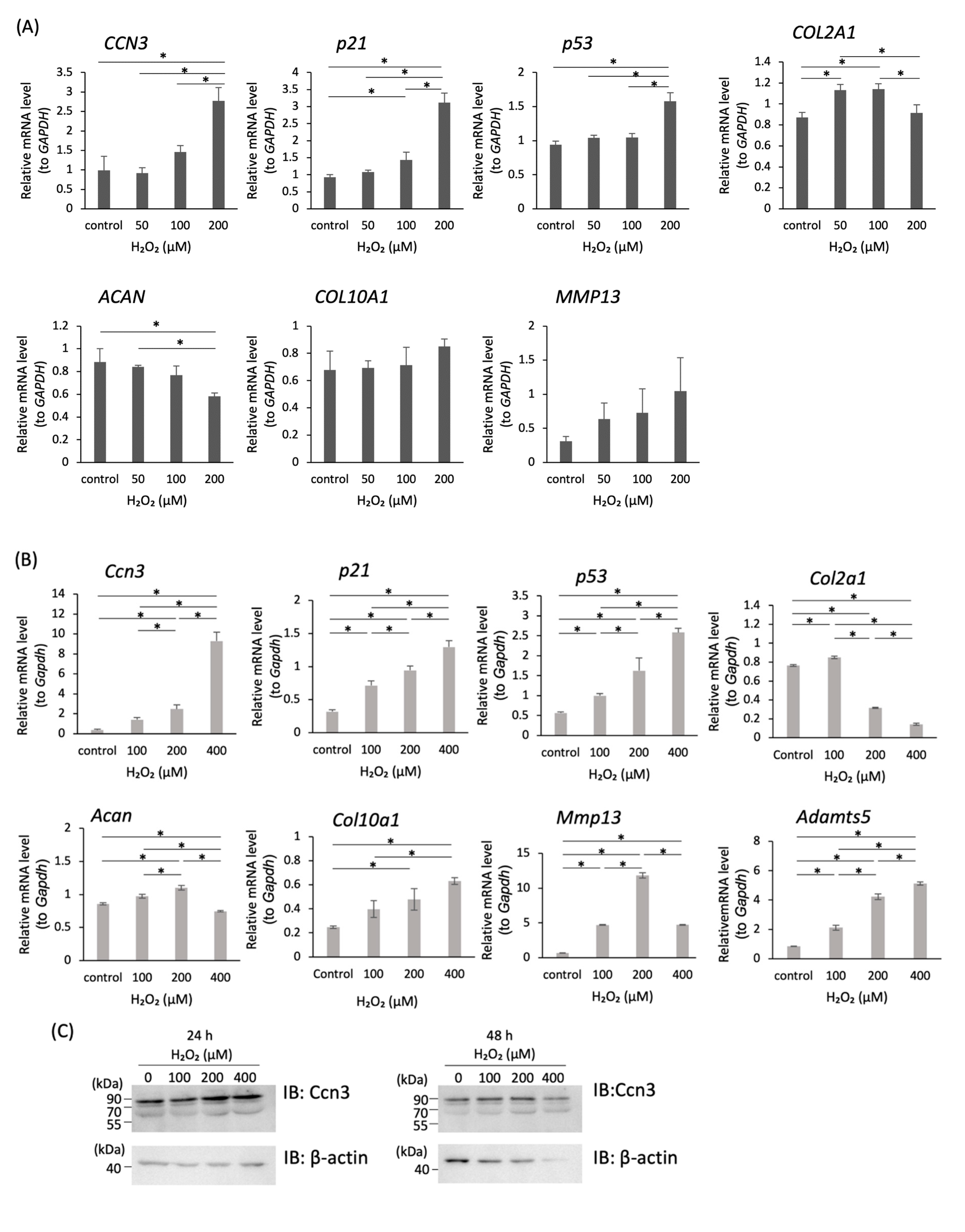 Ijms 21 07556 g002a Ijms 21 07556 g002a