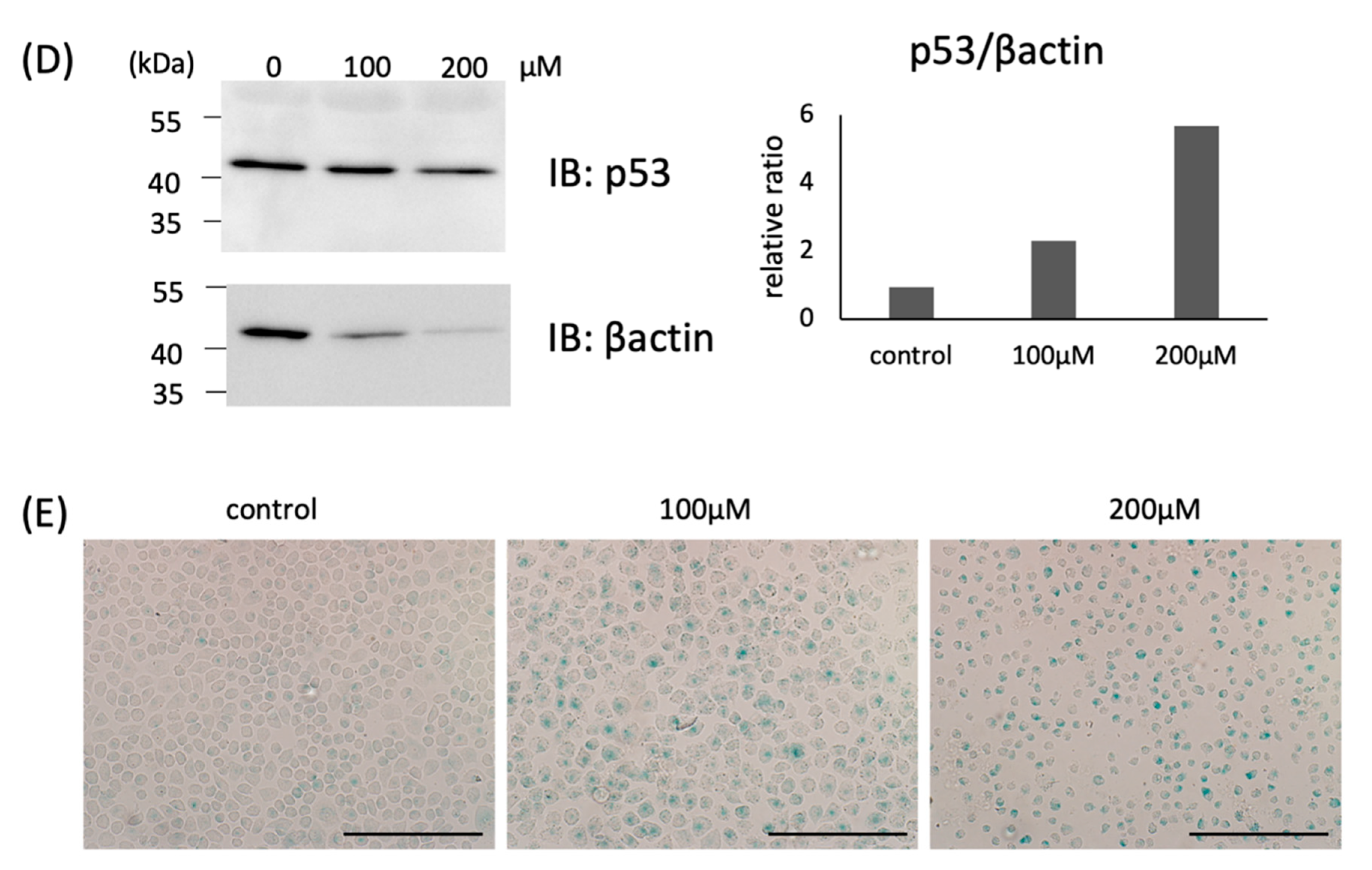 Ijms 21 07556 g002b Ijms 21 07556 g002b