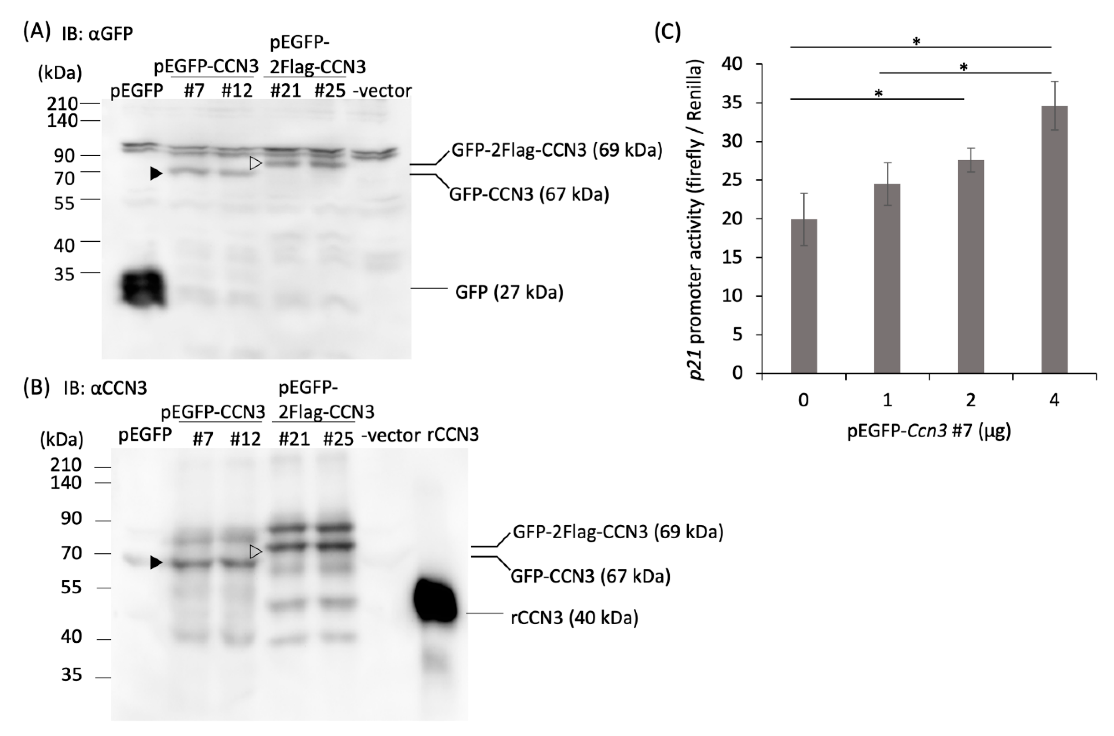 Ijms 21 07556 g003 Ijms 21 07556 g003