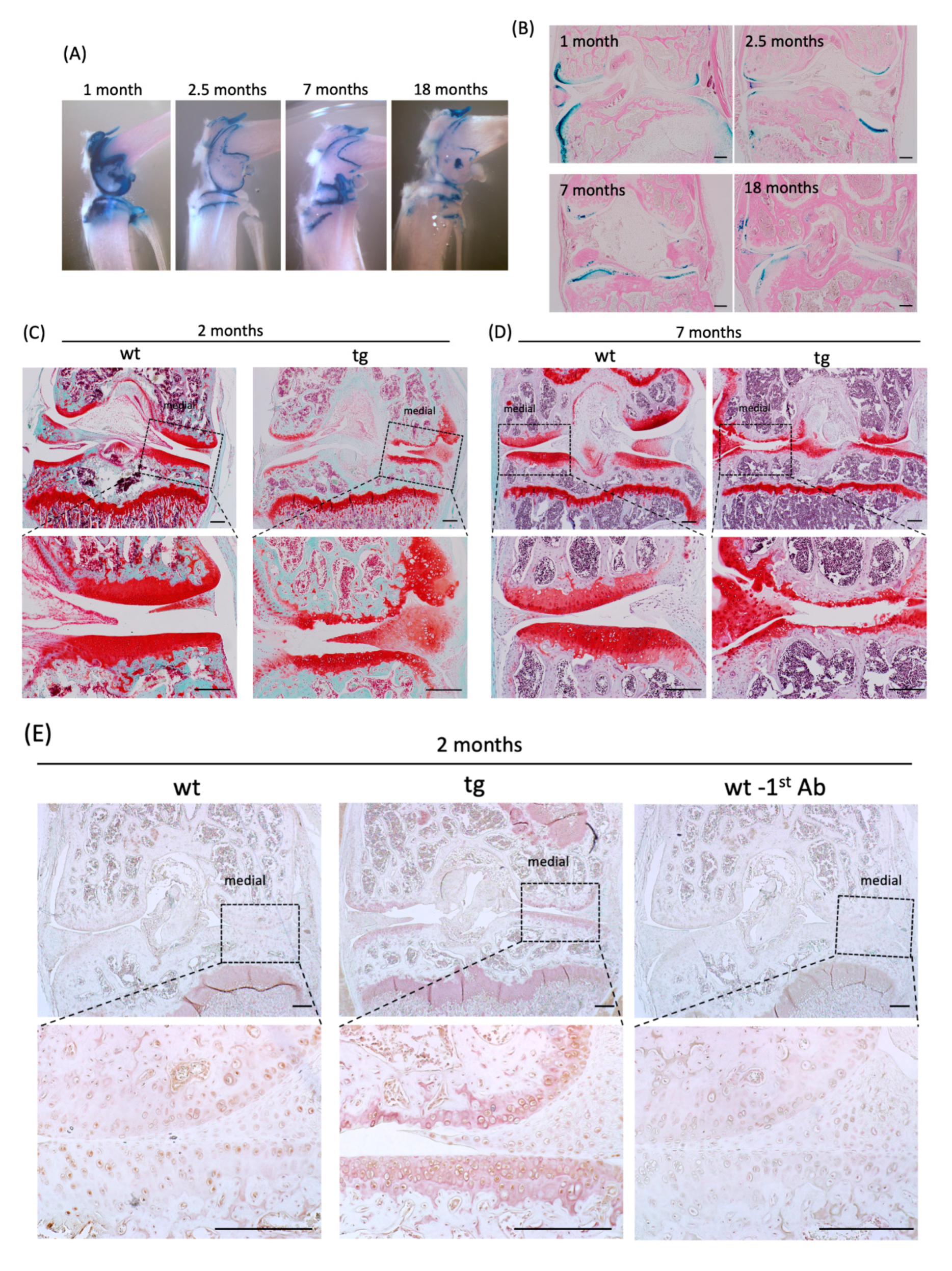 Ijms 21 07556 g005a Ijms 21 07556 g005a