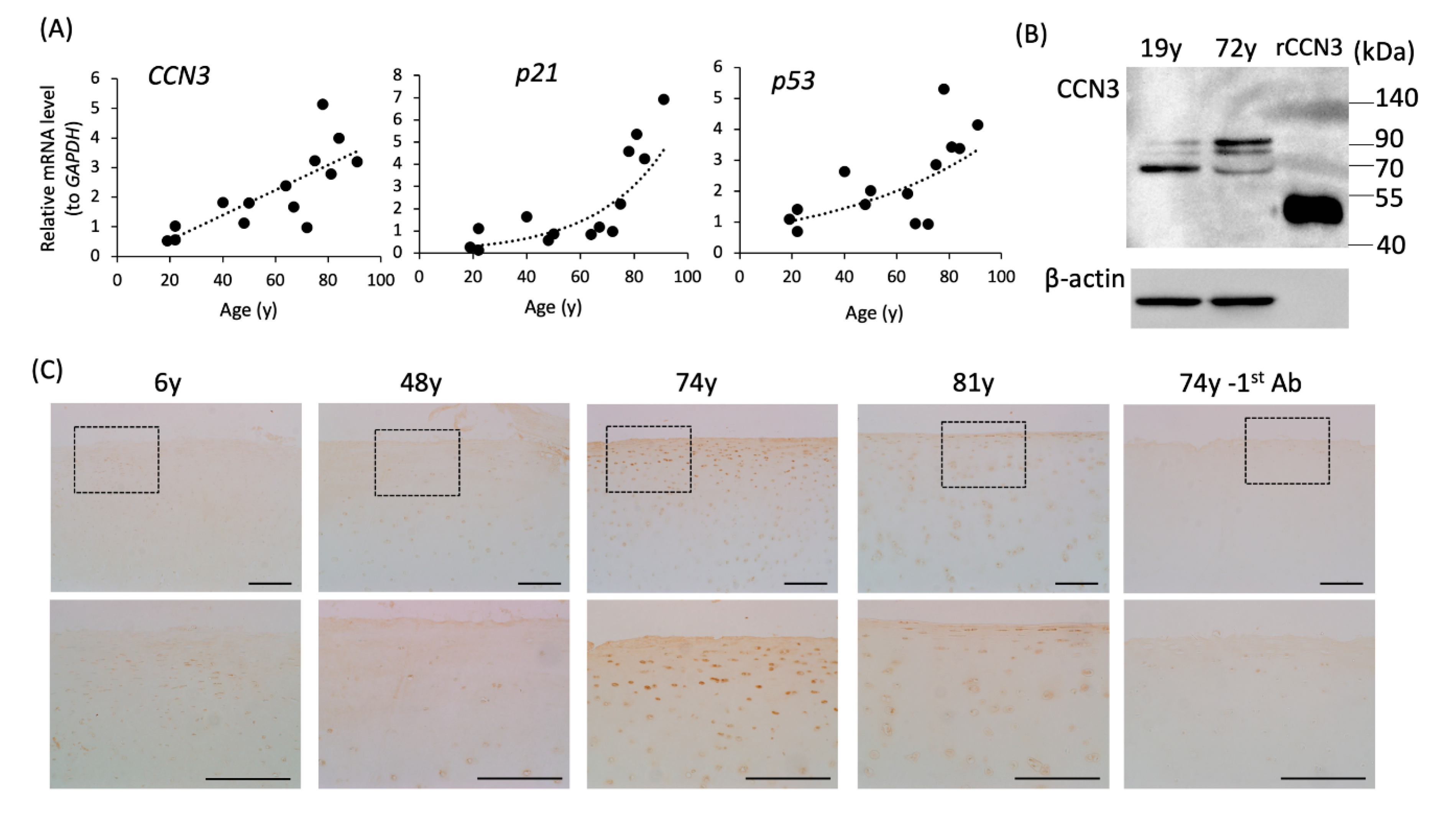 Ijms 21 07556 g006 Ijms 21 07556 g006