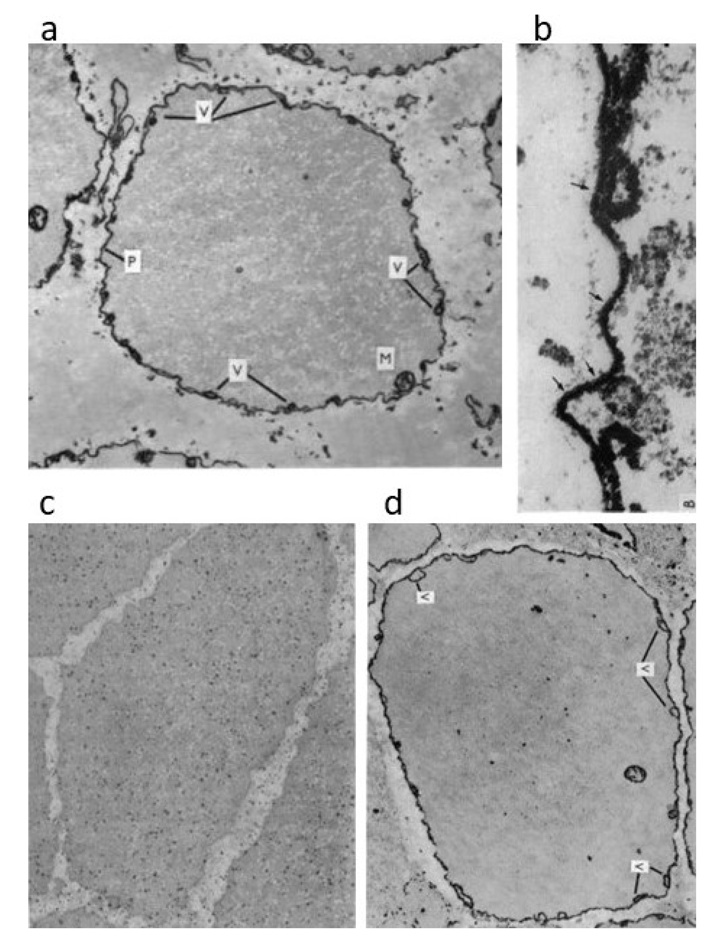 Ijms 21 07576 g006 Ijms 21 07576 g006