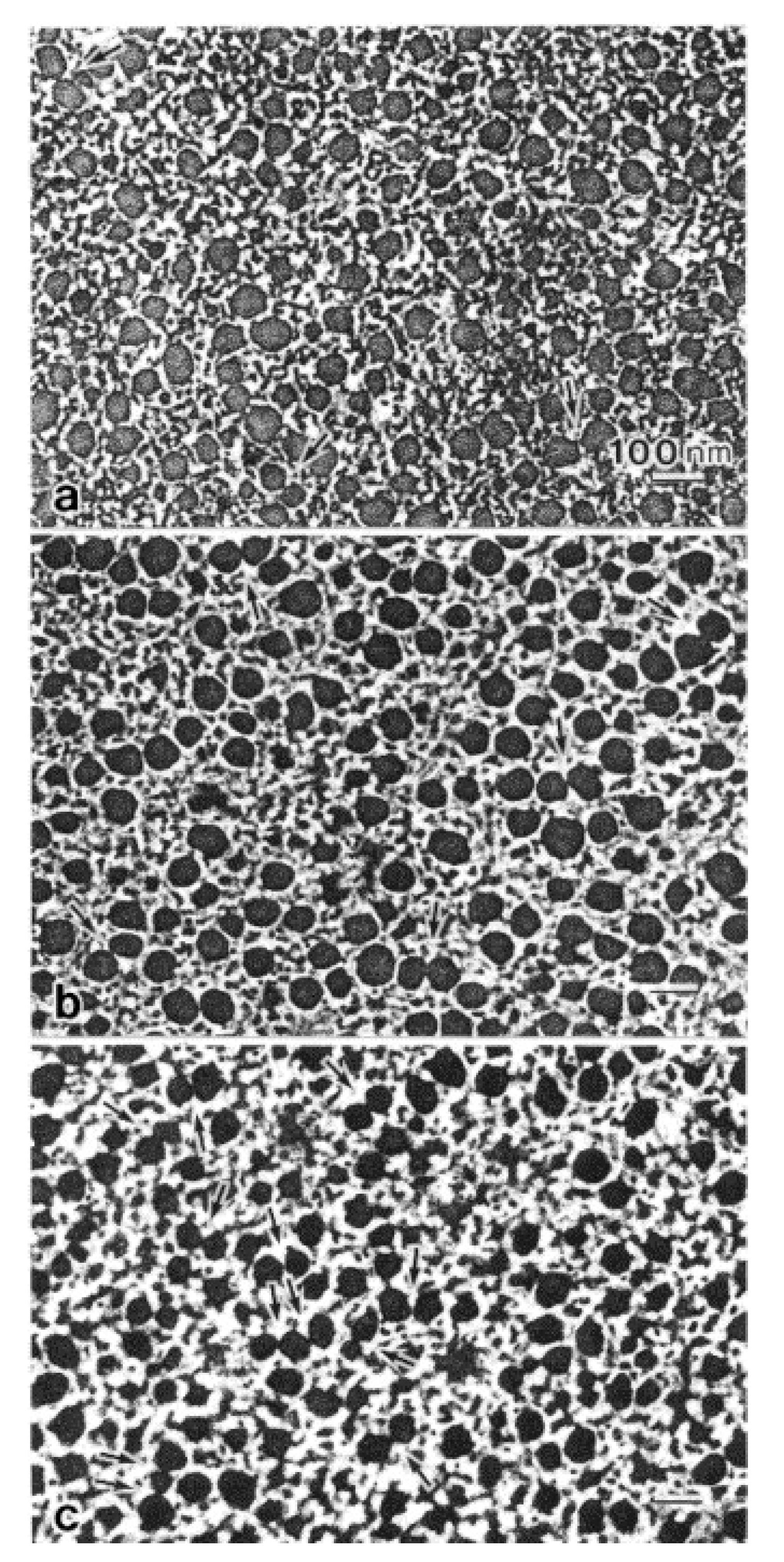 Ijms 21 07576 g007 Ijms 21 07576 g007