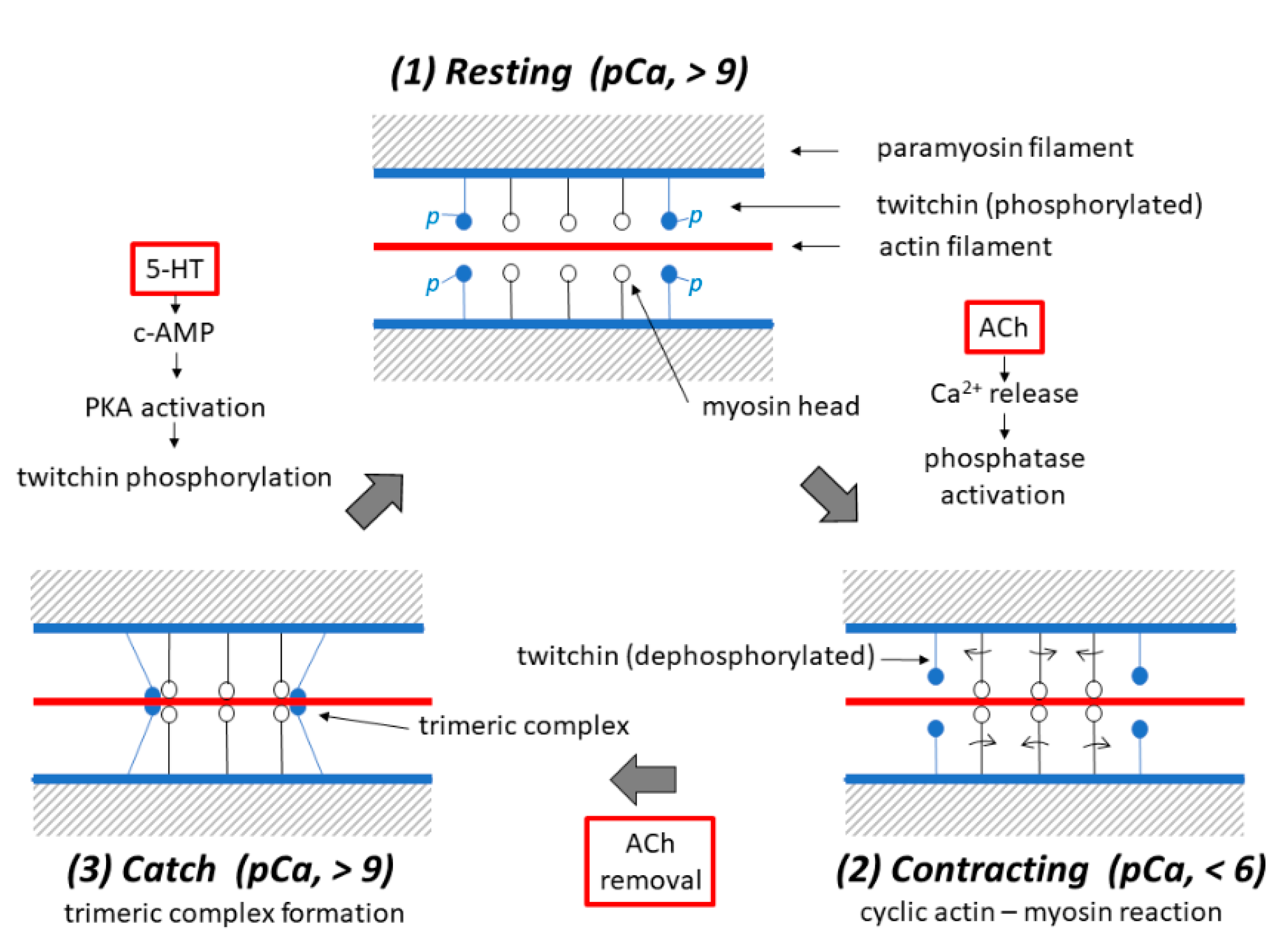 Ijms 21 07576 g010 Ijms 21 07576 g010