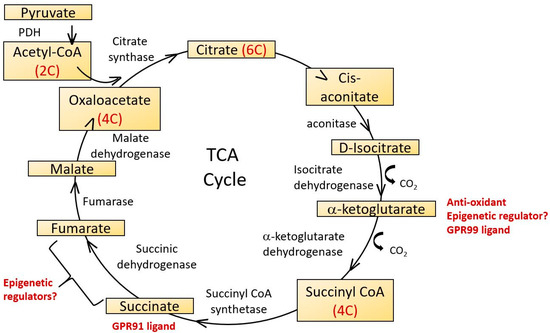 Intimate Relations—Mitochondria and Ageing