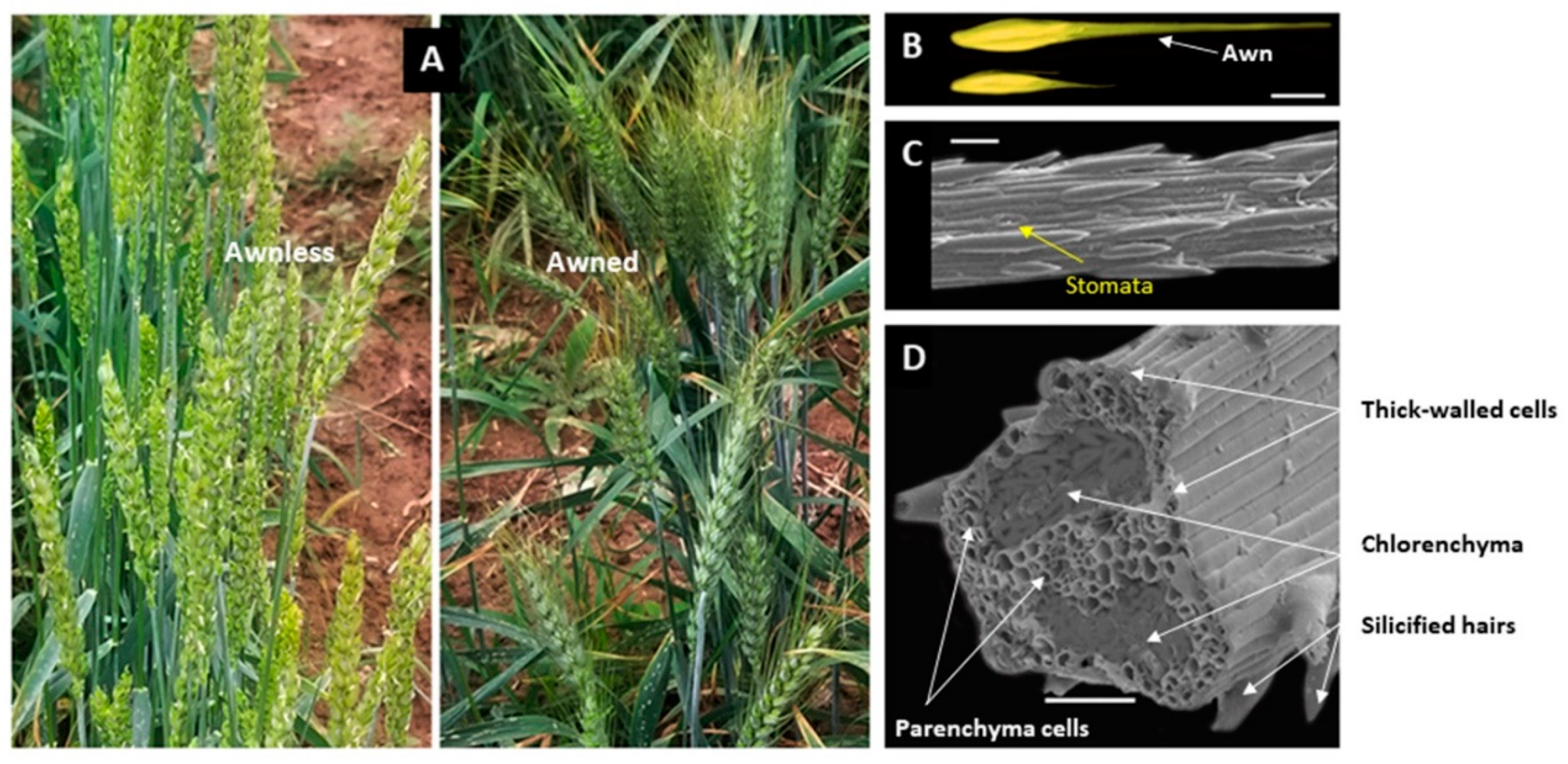 Ijms 21 07593 g002 Ijms 21 07593 g002