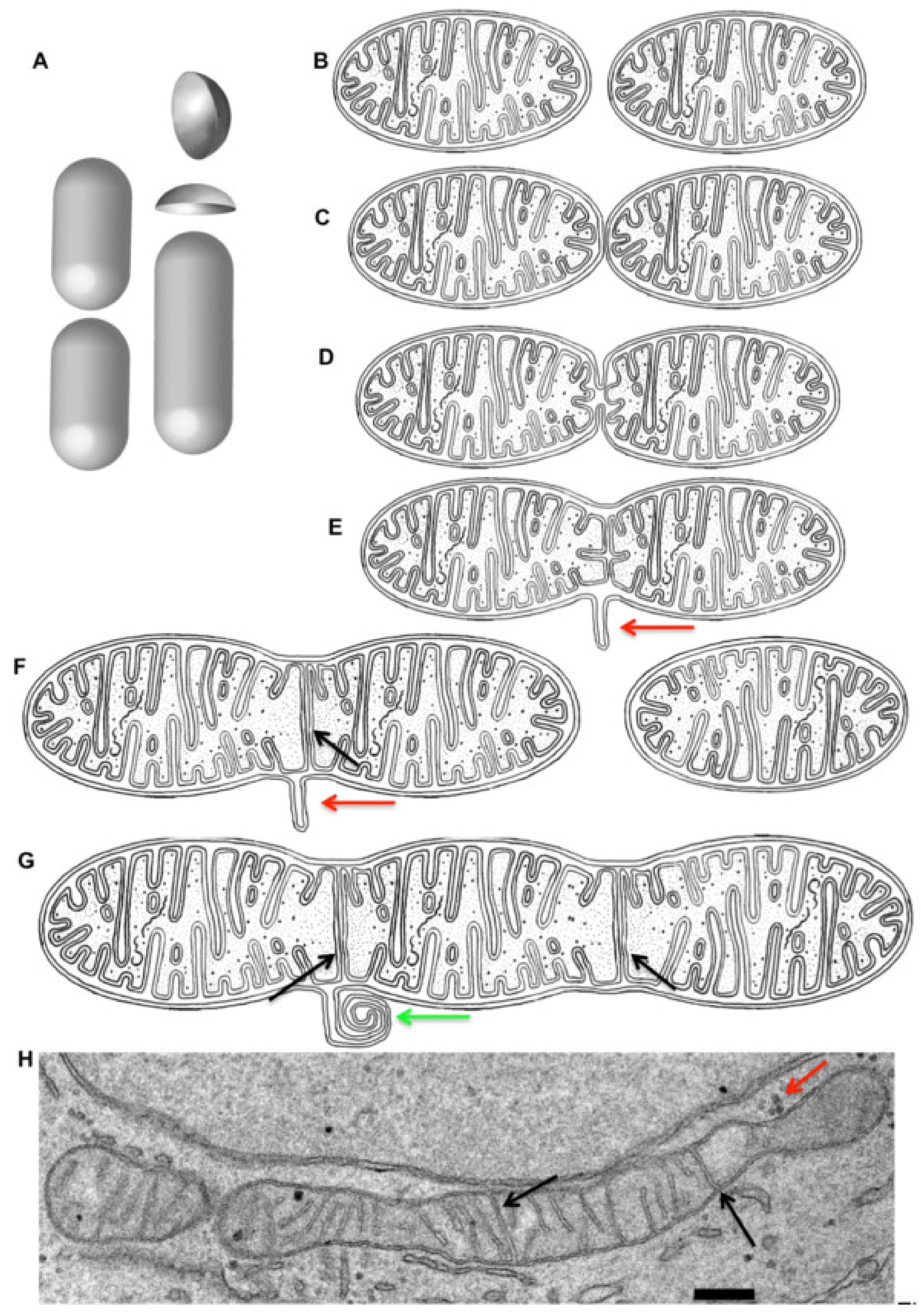 Ijms 21 07594 g005 Ijms 21 07594 g005