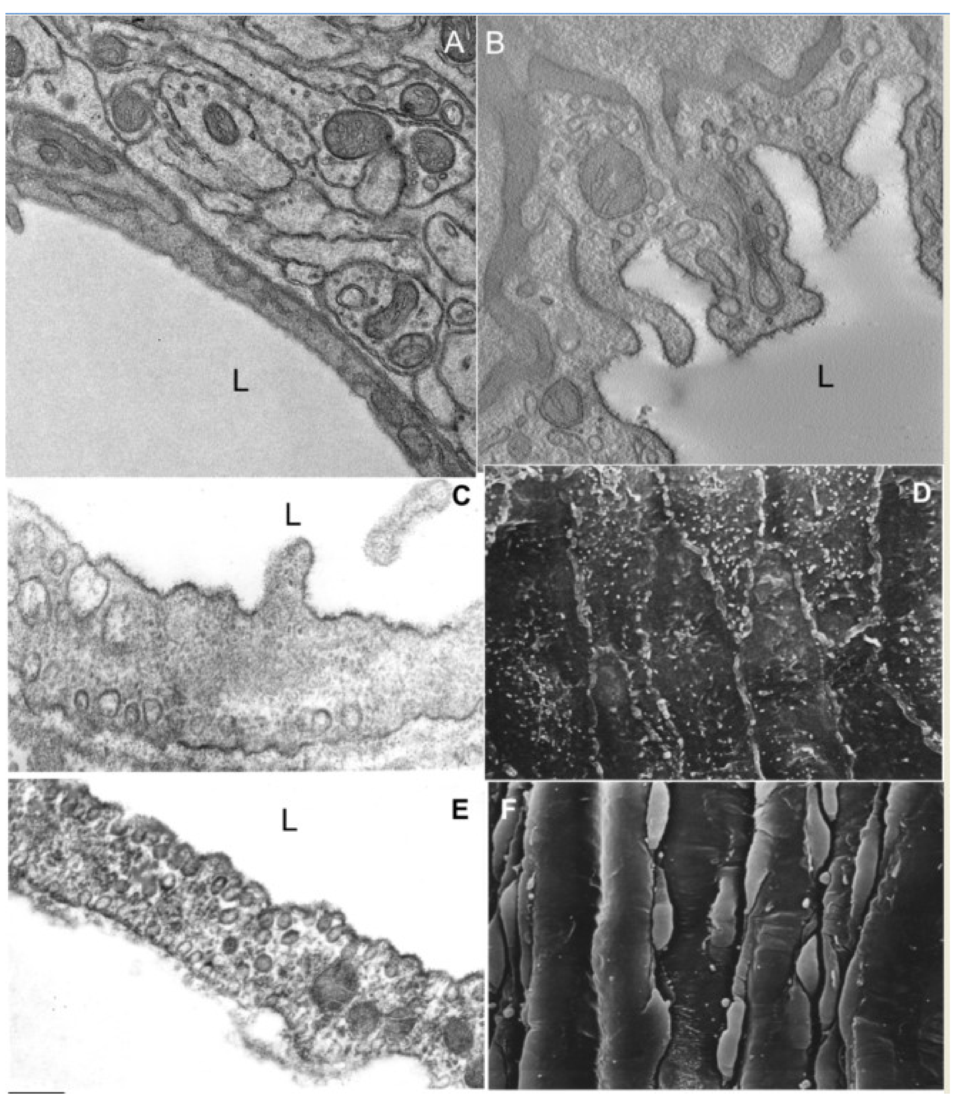 Ijms 21 07594 g006 Ijms 21 07594 g006