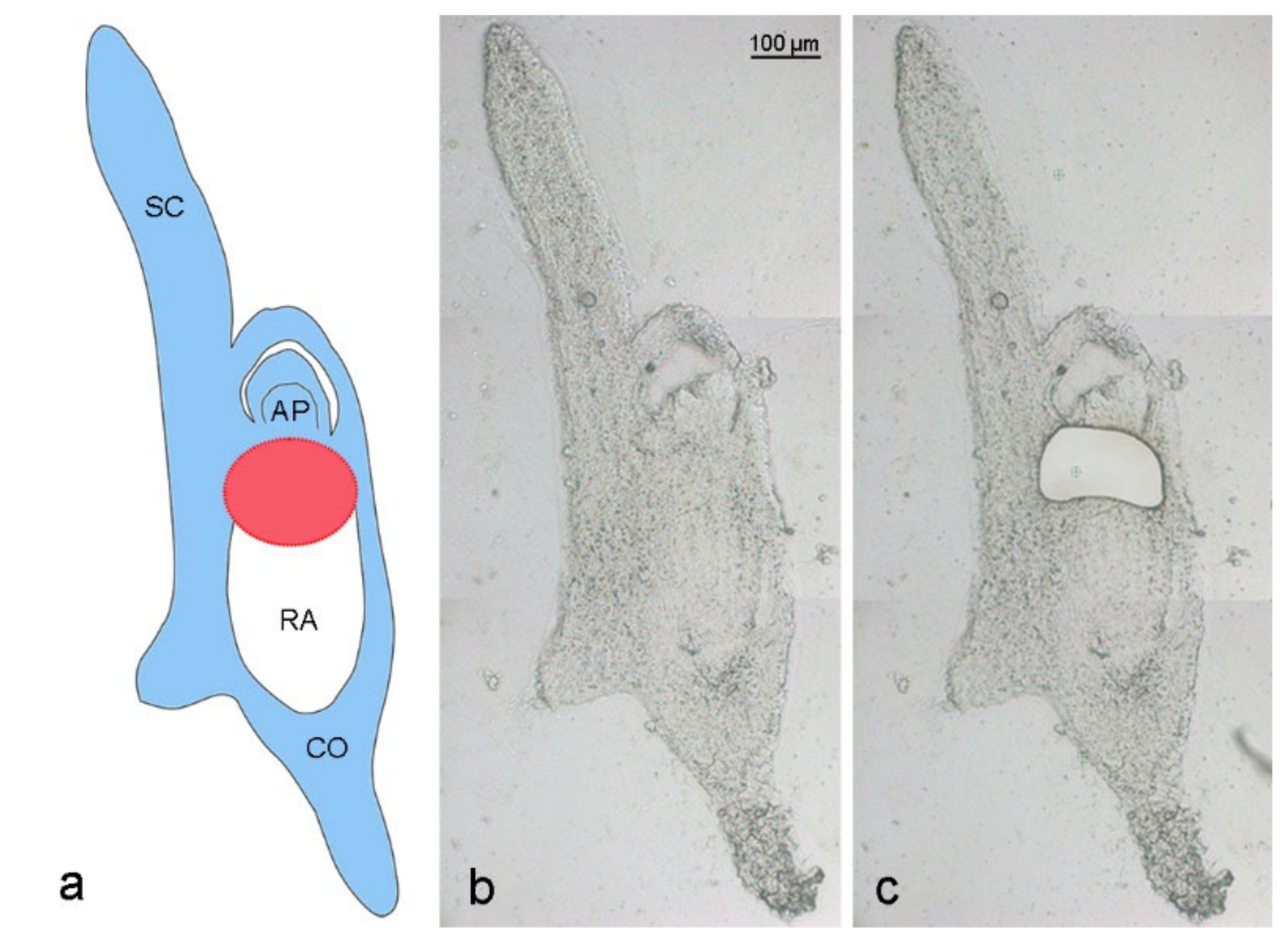 Ijms 21 07596 g002 Ijms 21 07596 g002
