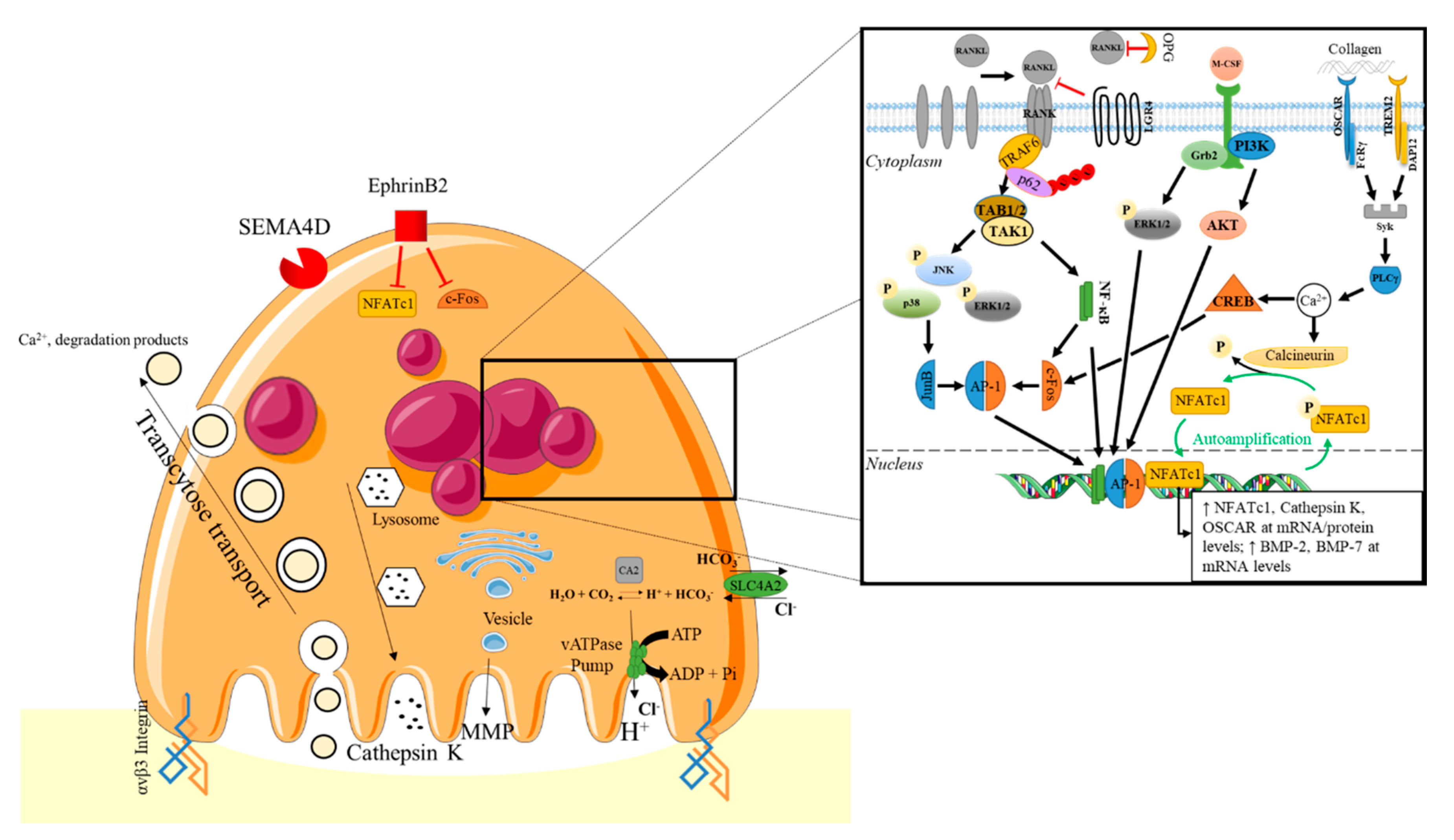 Ijms Free Full Text Influence Of The Tgf B Superfamily On Osteoclasts Osteoblasts Balance In Physiological And Pathological Bone Conditions Html