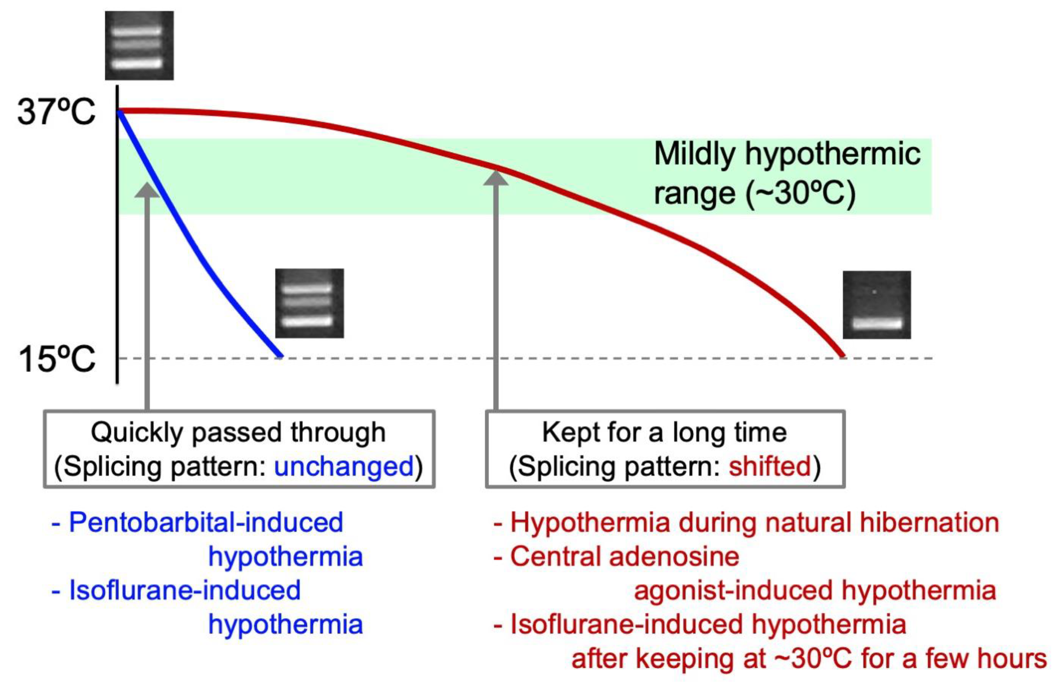 Temperature-Dependent Alternative Splicing of Precursor