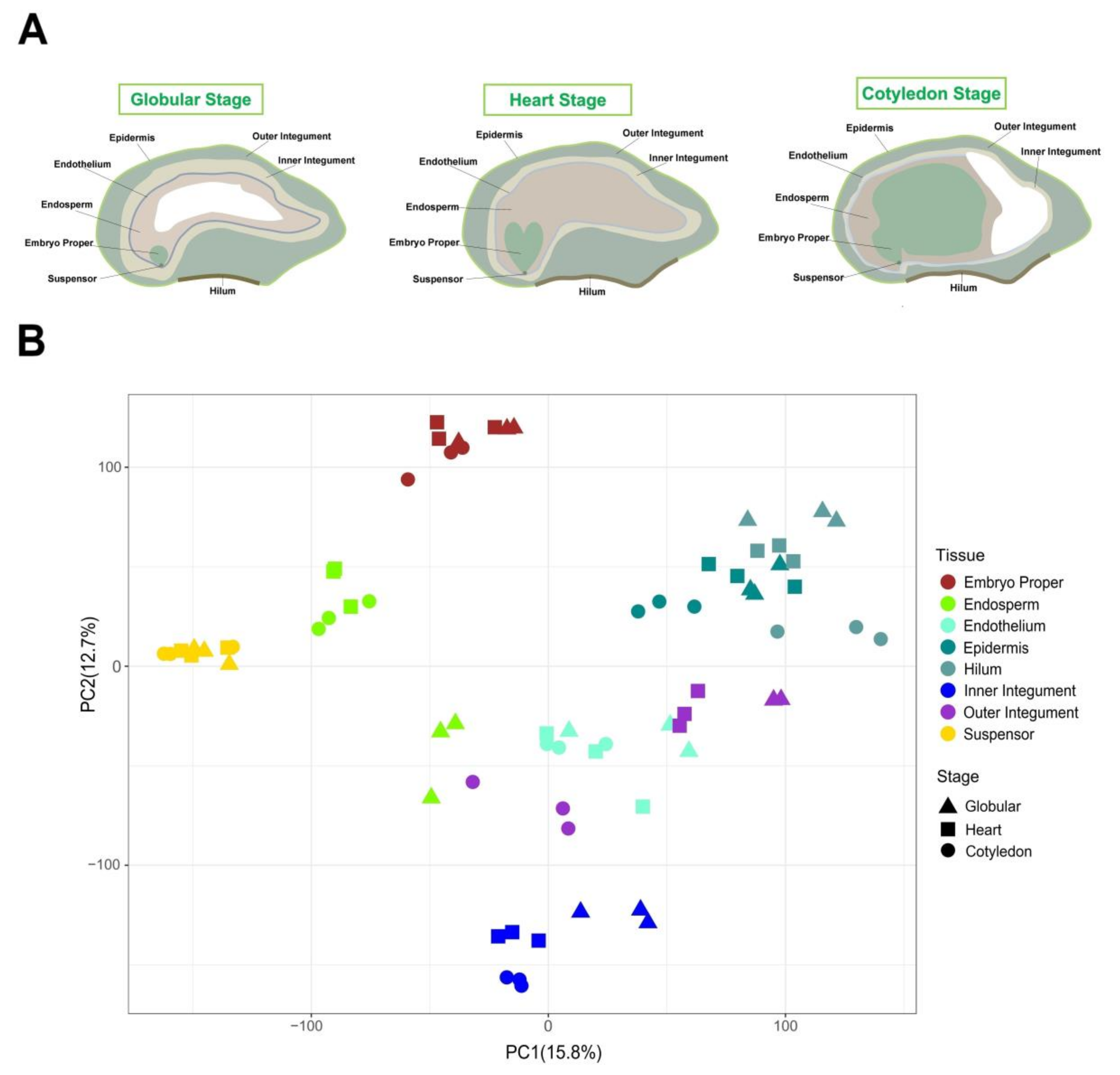 Ijms 21 07603 g001 Ijms 21 07603 g001