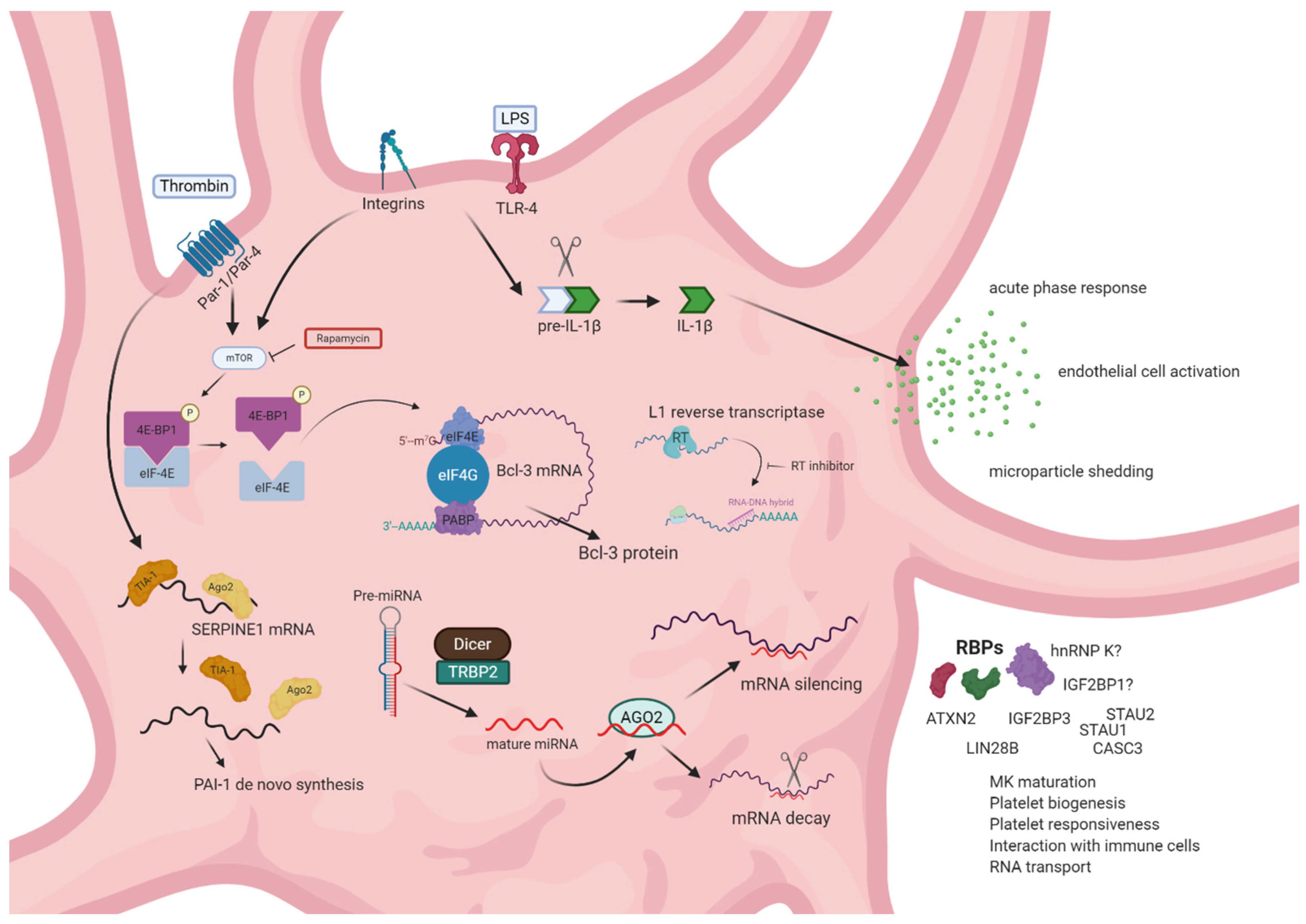 Ijms 21 07614 g002 Ijms 21 07614 g002