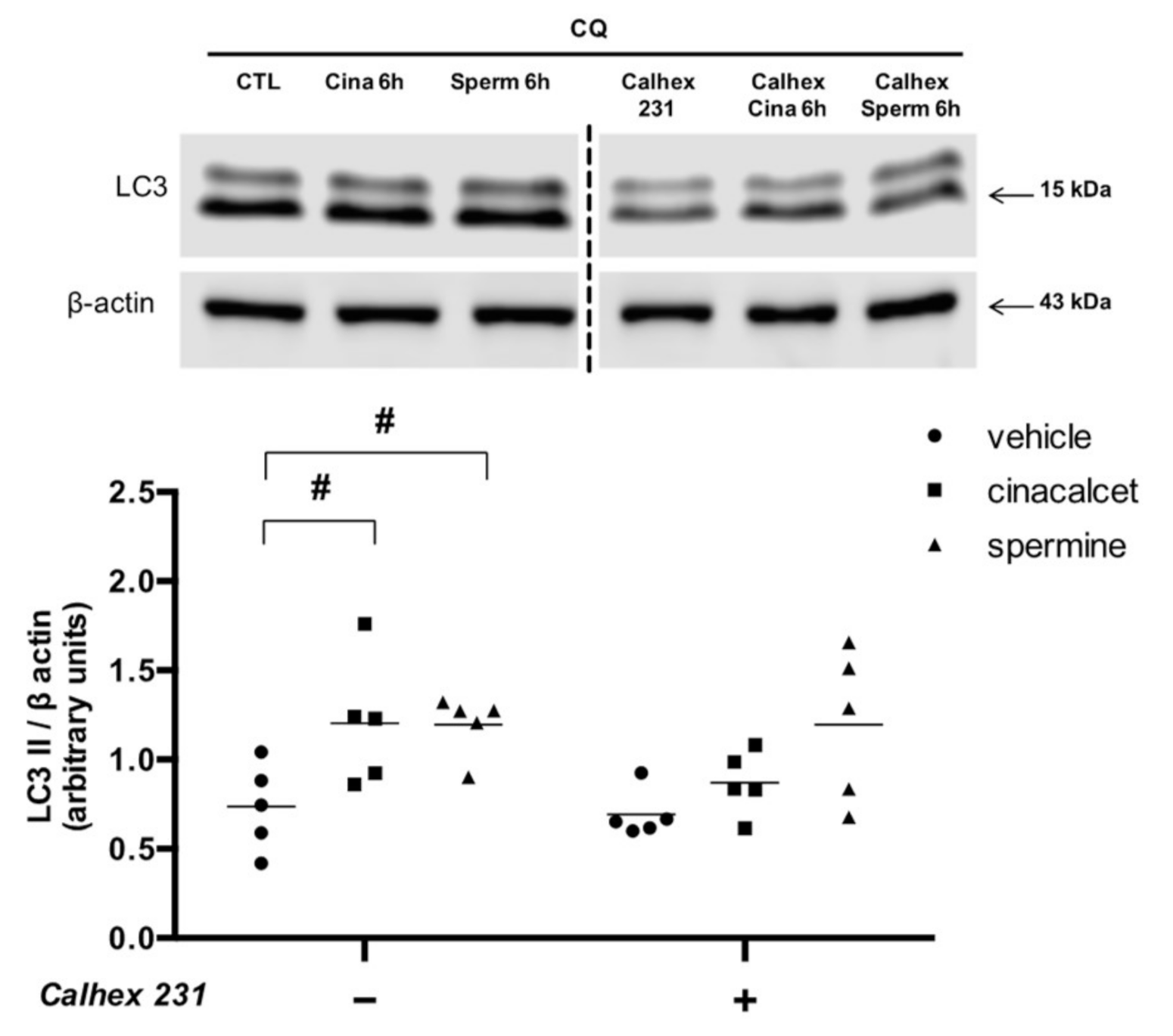 Ijms 21 07617 g004 Ijms 21 07617 g004