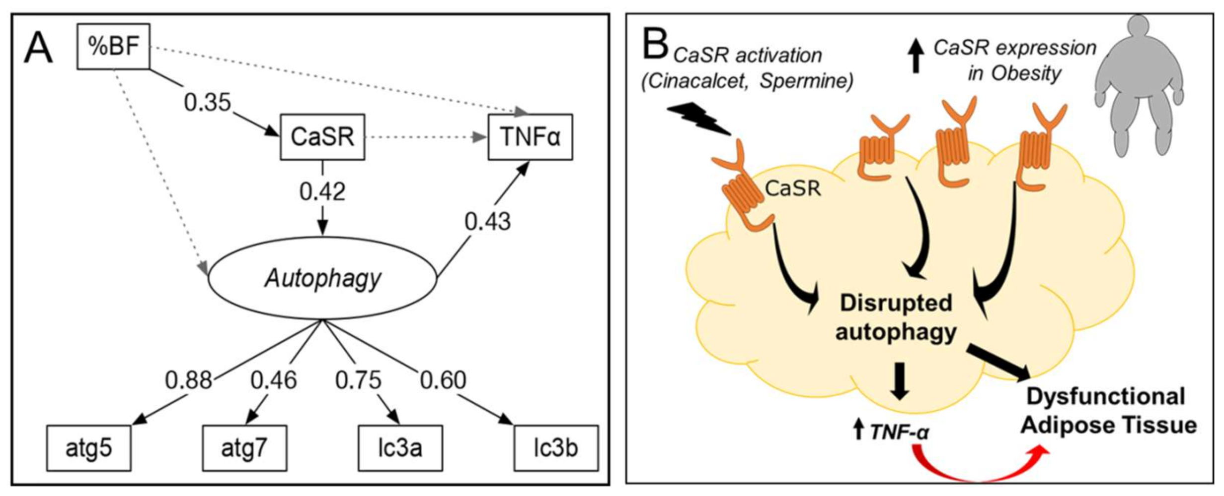 Ijms 21 07617 g006 Ijms 21 07617 g006