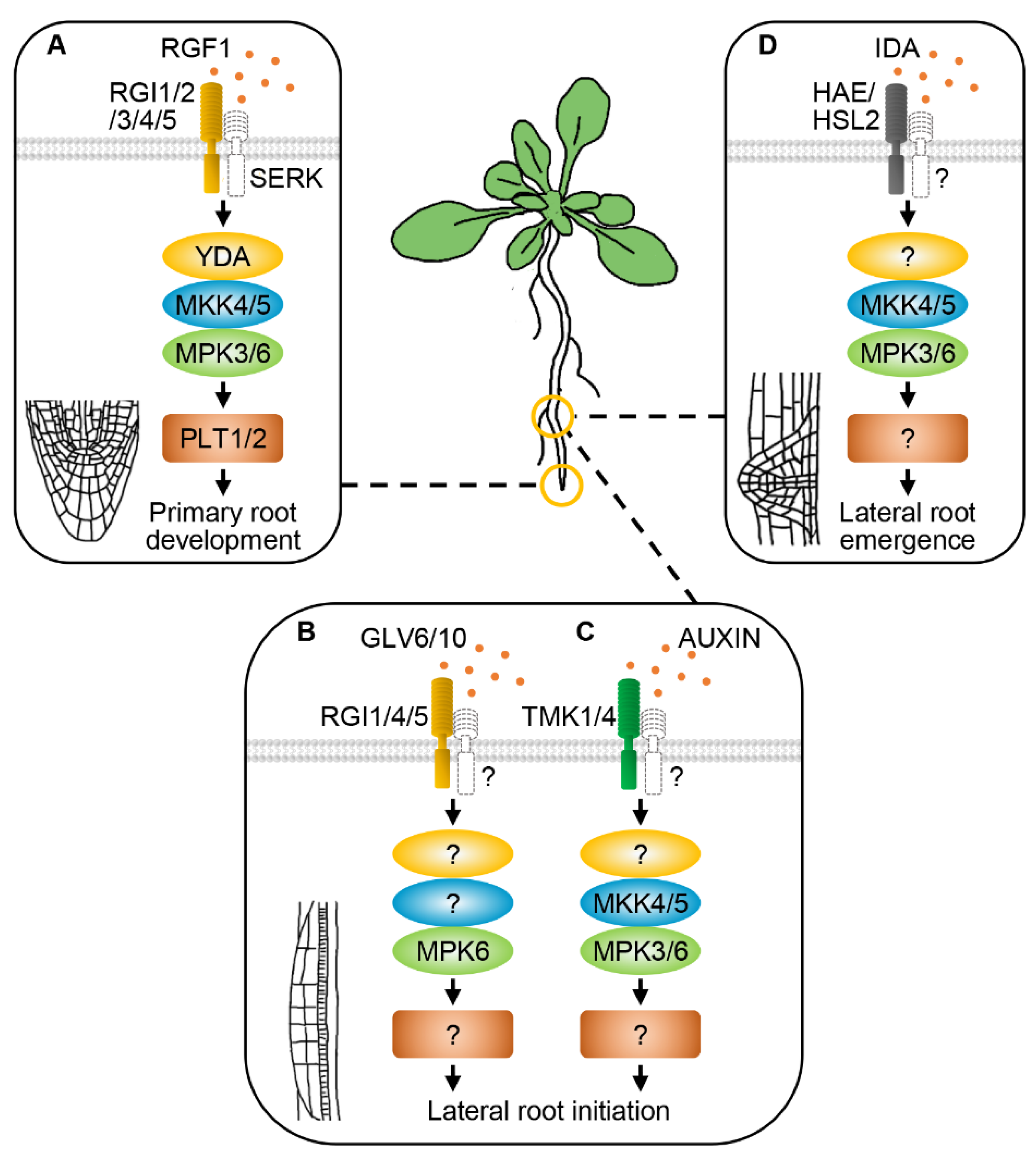 IJMS Free FullText ReceptorLike Protein Kinases Function Upstream
