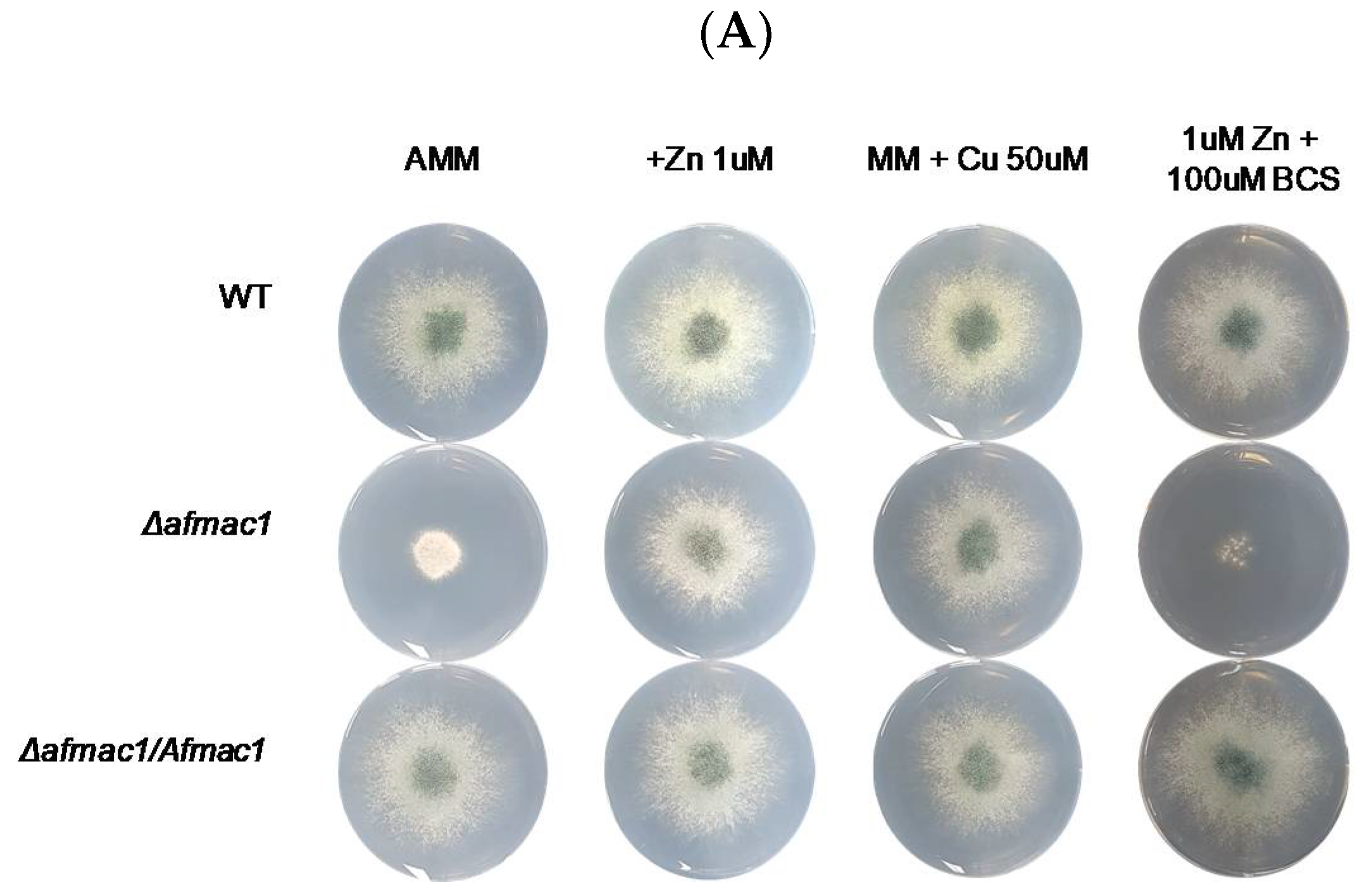 Ijms 21 07665 g001a Ijms 21 07665 g001a