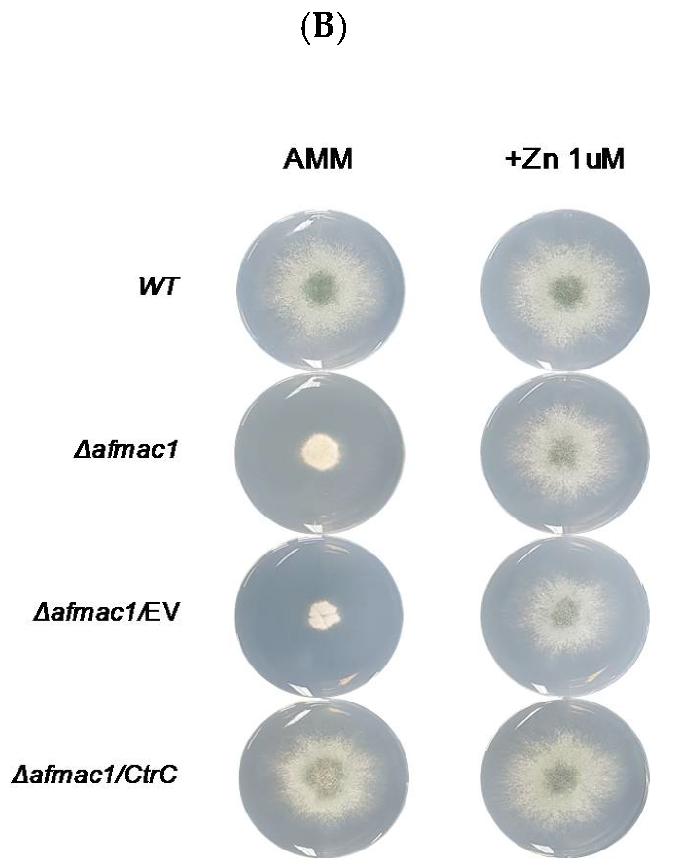 Ijms 21 07665 g001b Ijms 21 07665 g001b