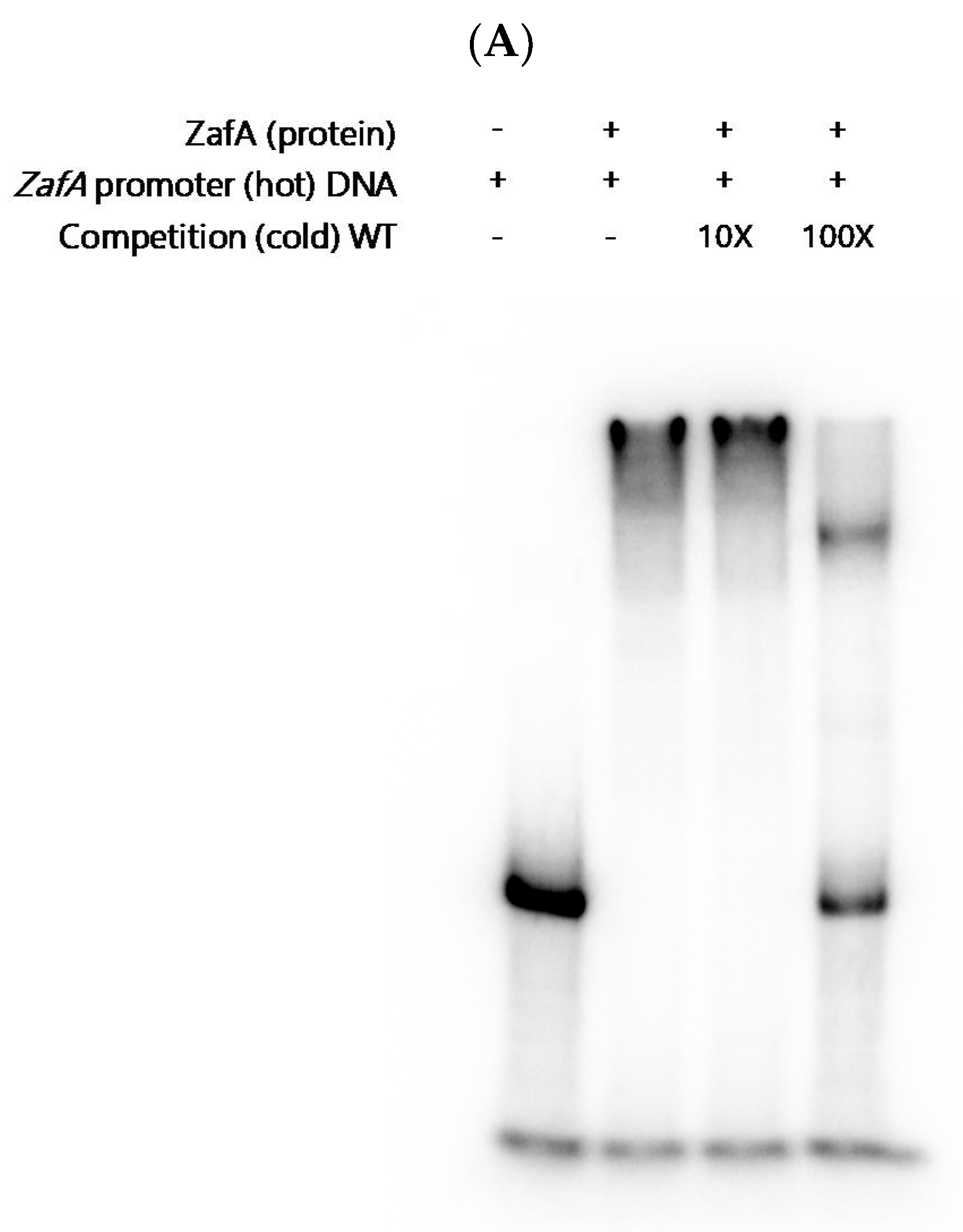 Ijms 21 07665 g005a Ijms 21 07665 g005a