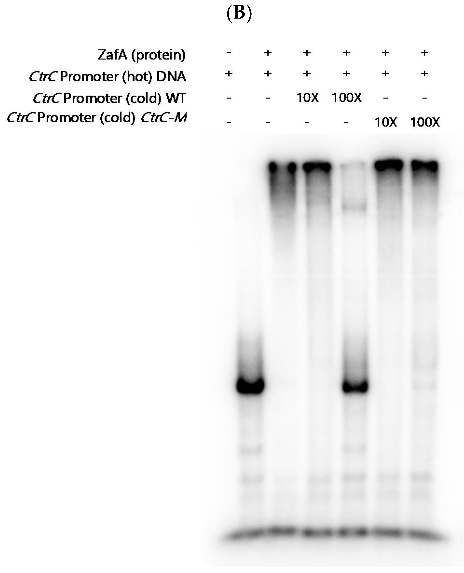 Ijms 21 07665 g005b Ijms 21 07665 g005b