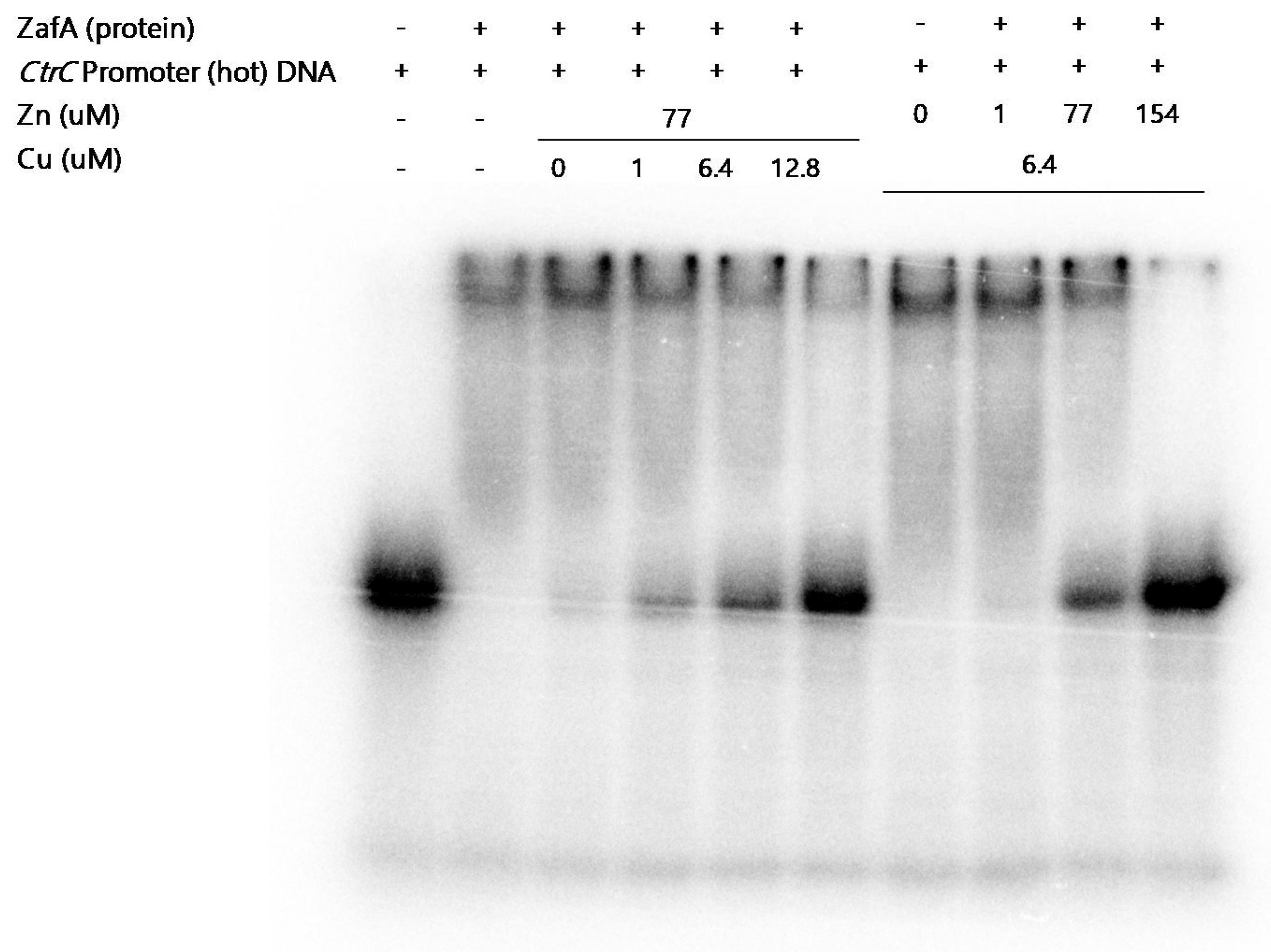 Ijms 21 07665 g006 Ijms 21 07665 g006