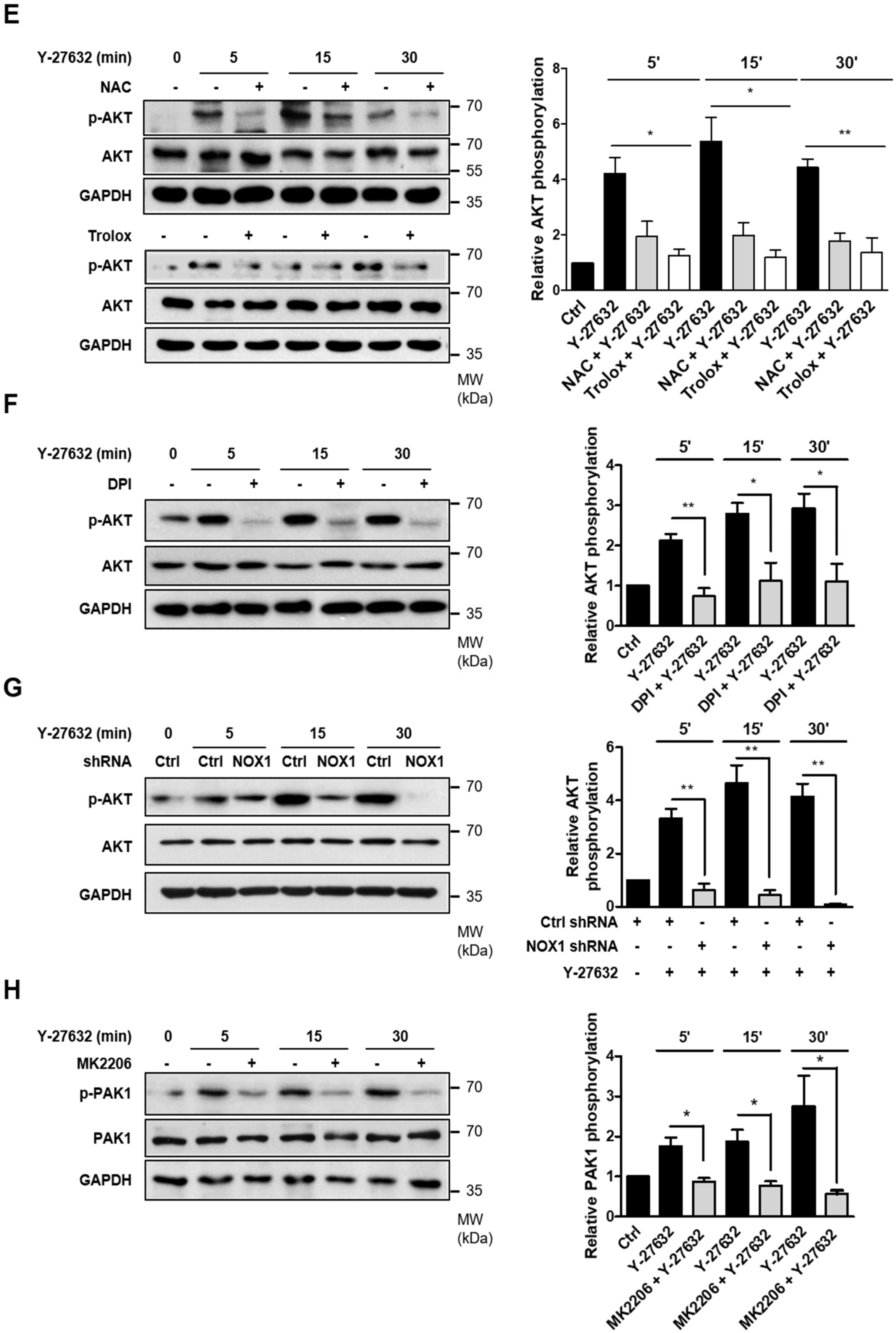 Ijms 21 07679 g005b Ijms 21 07679 g005b