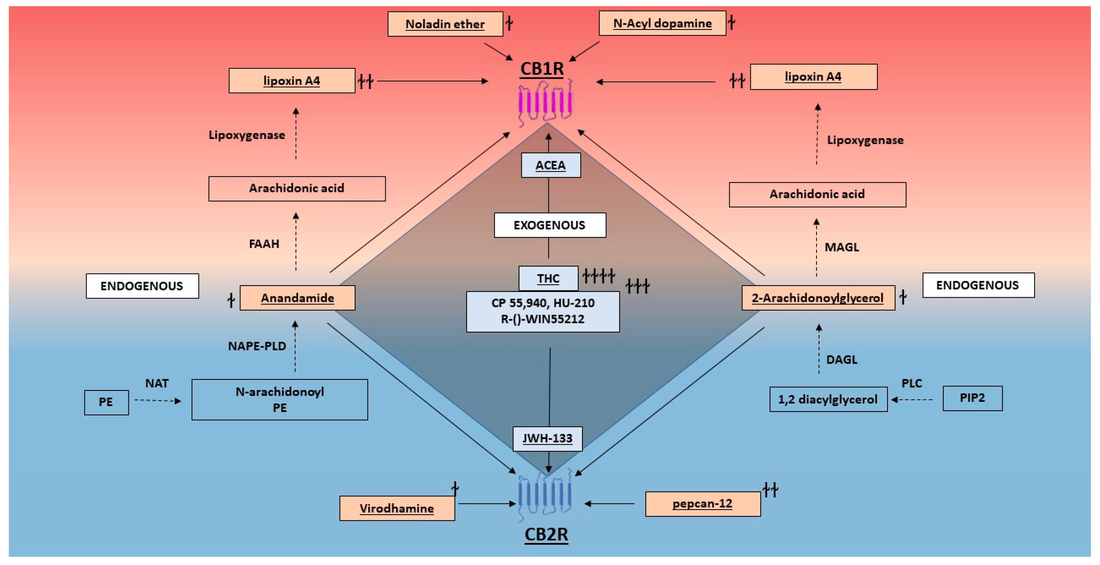 IJMS | Free Full-Text | Cannabinoid Receptors: An Update on Cell 