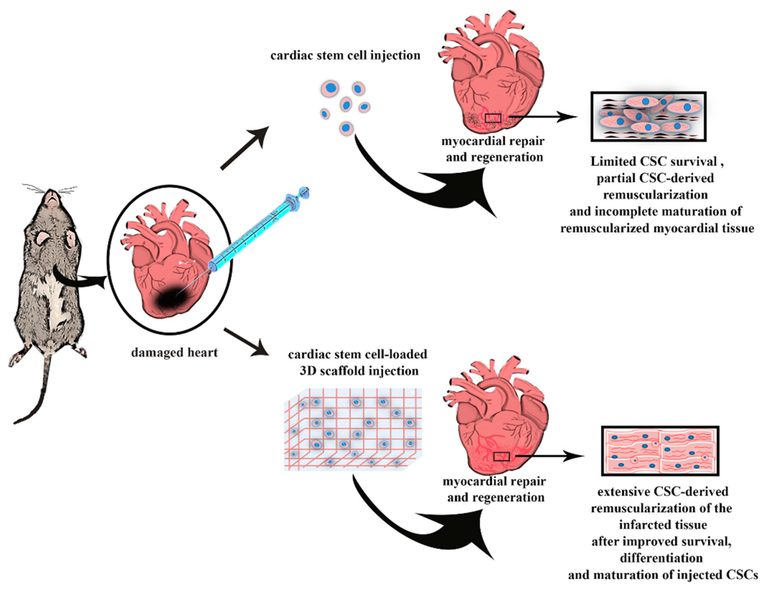 All about 
the use of stem cells for 
Arrhythmias thumbnail