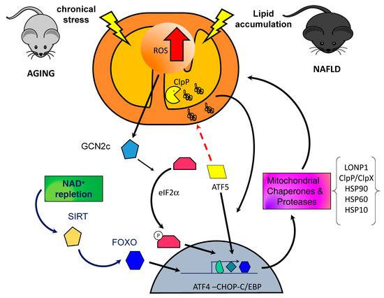 Ｙ・Ｍ・Ｏ Anti-SOX17 Antibody AF1924: R&D Systems