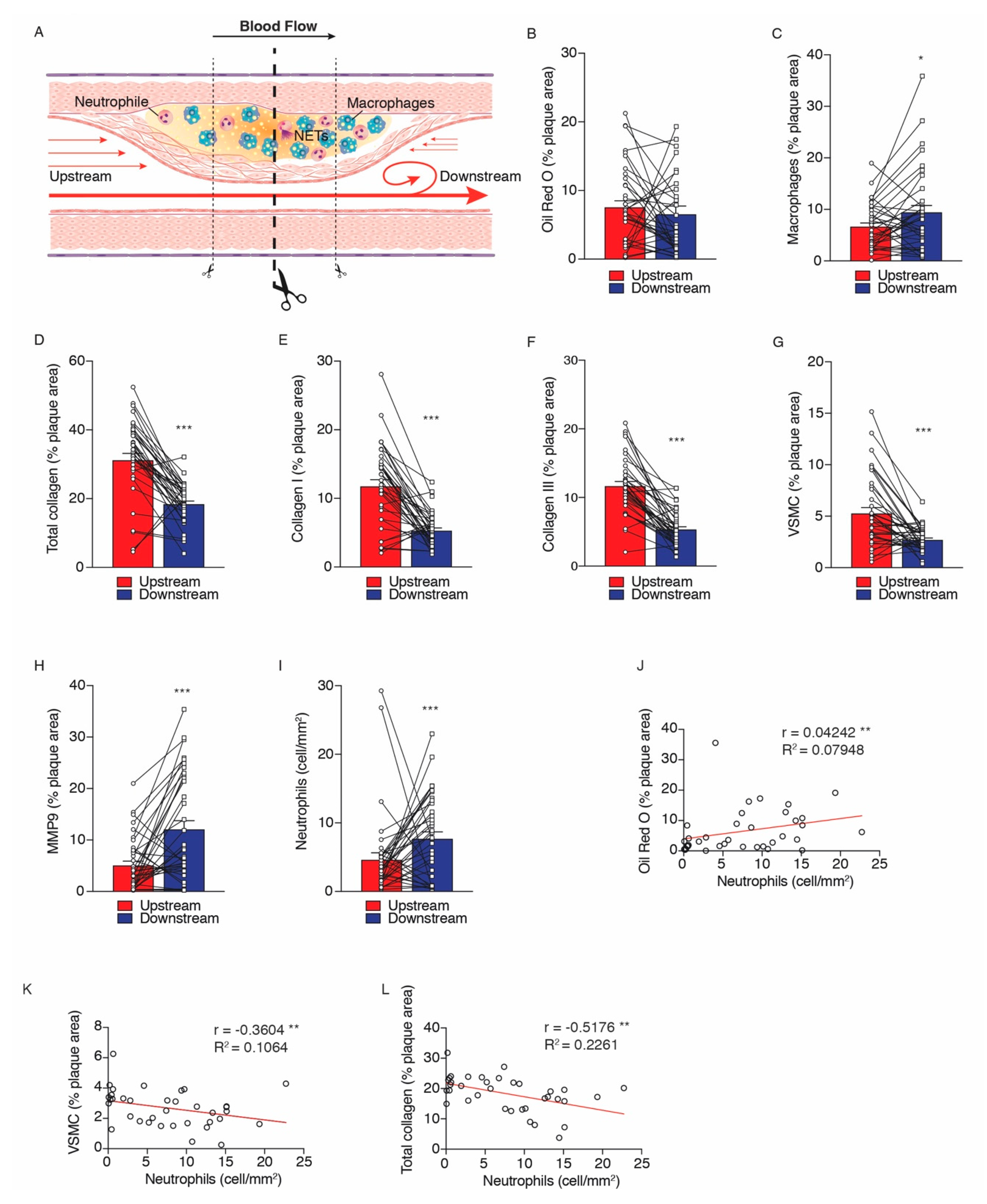 Ijms 21 07721 g001 Ijms 21 07721 g001