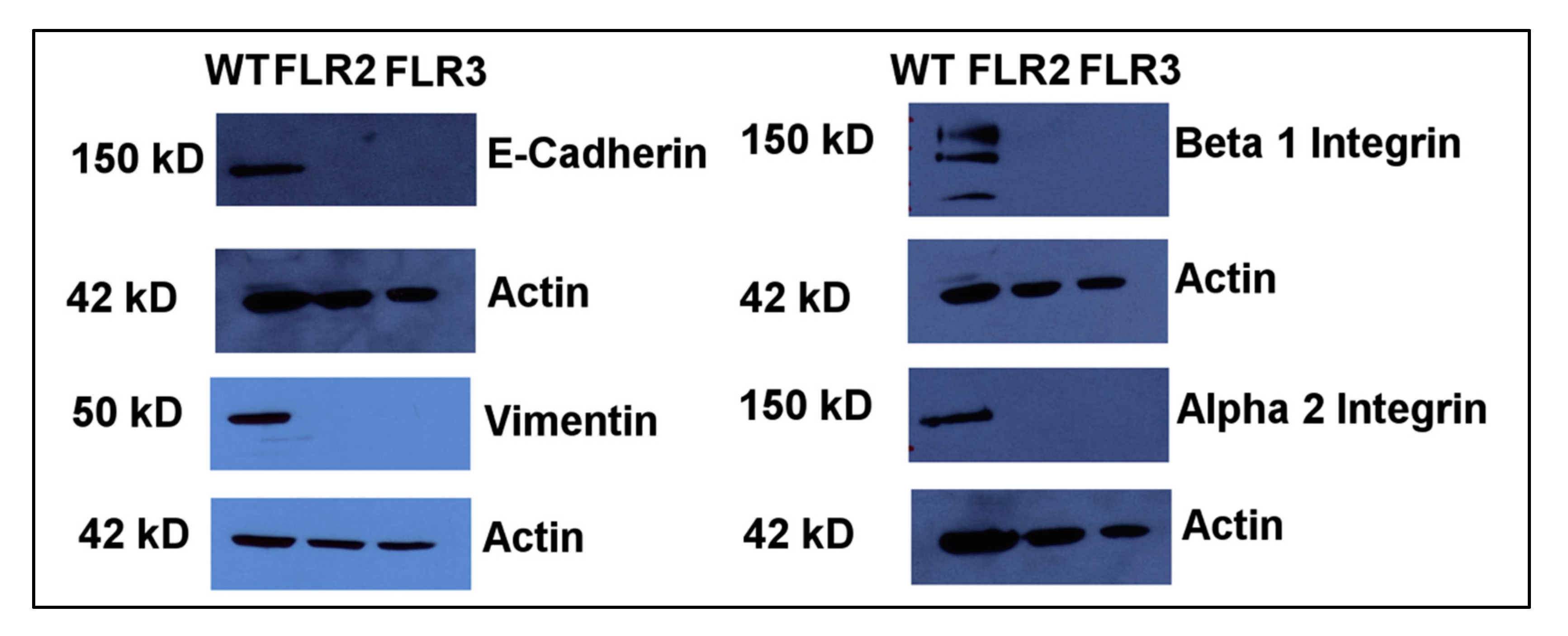 Ijms 21 07723 g003 Ijms 21 07723 g003