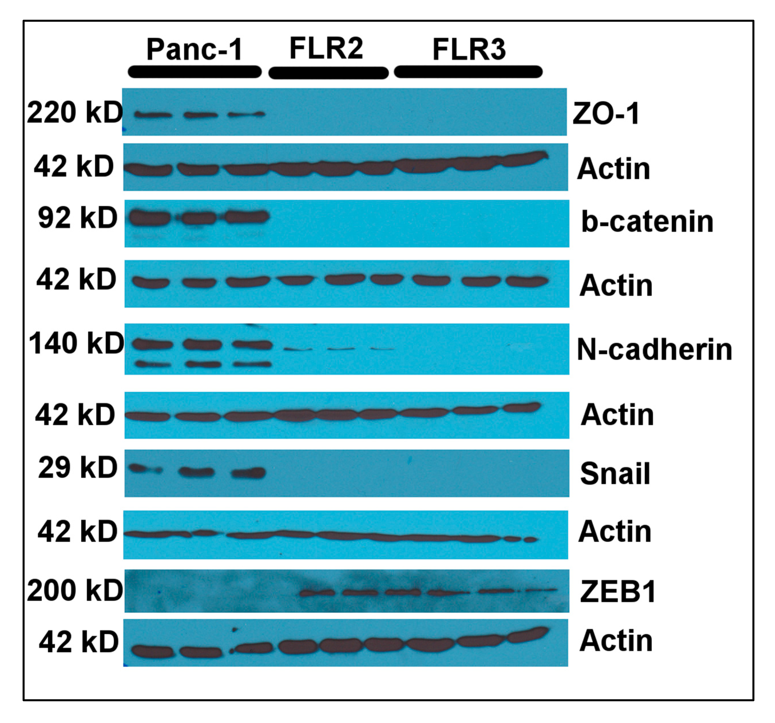 Ijms 21 07723 g005 Ijms 21 07723 g005