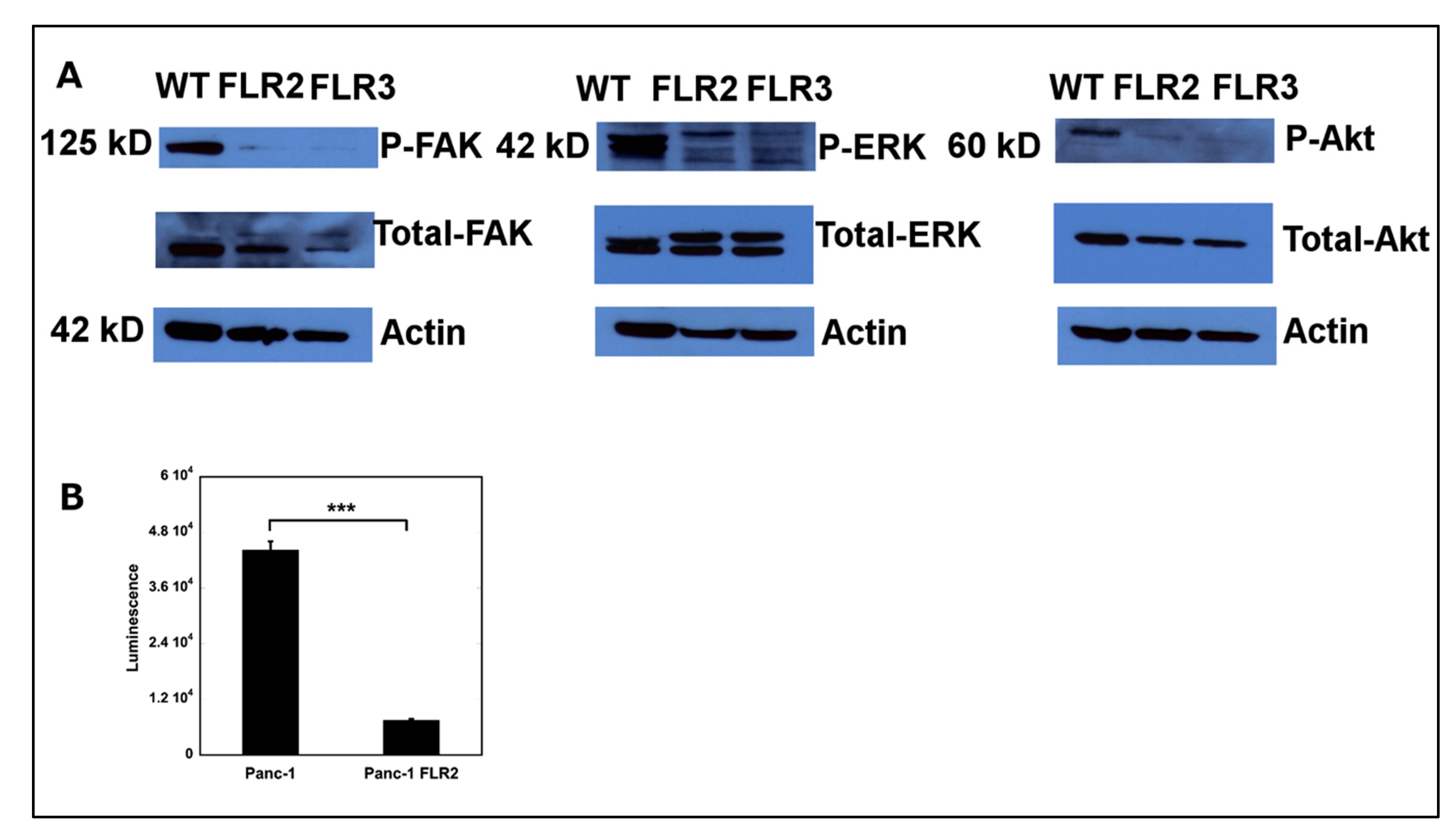 Ijms 21 07723 g006 Ijms 21 07723 g006