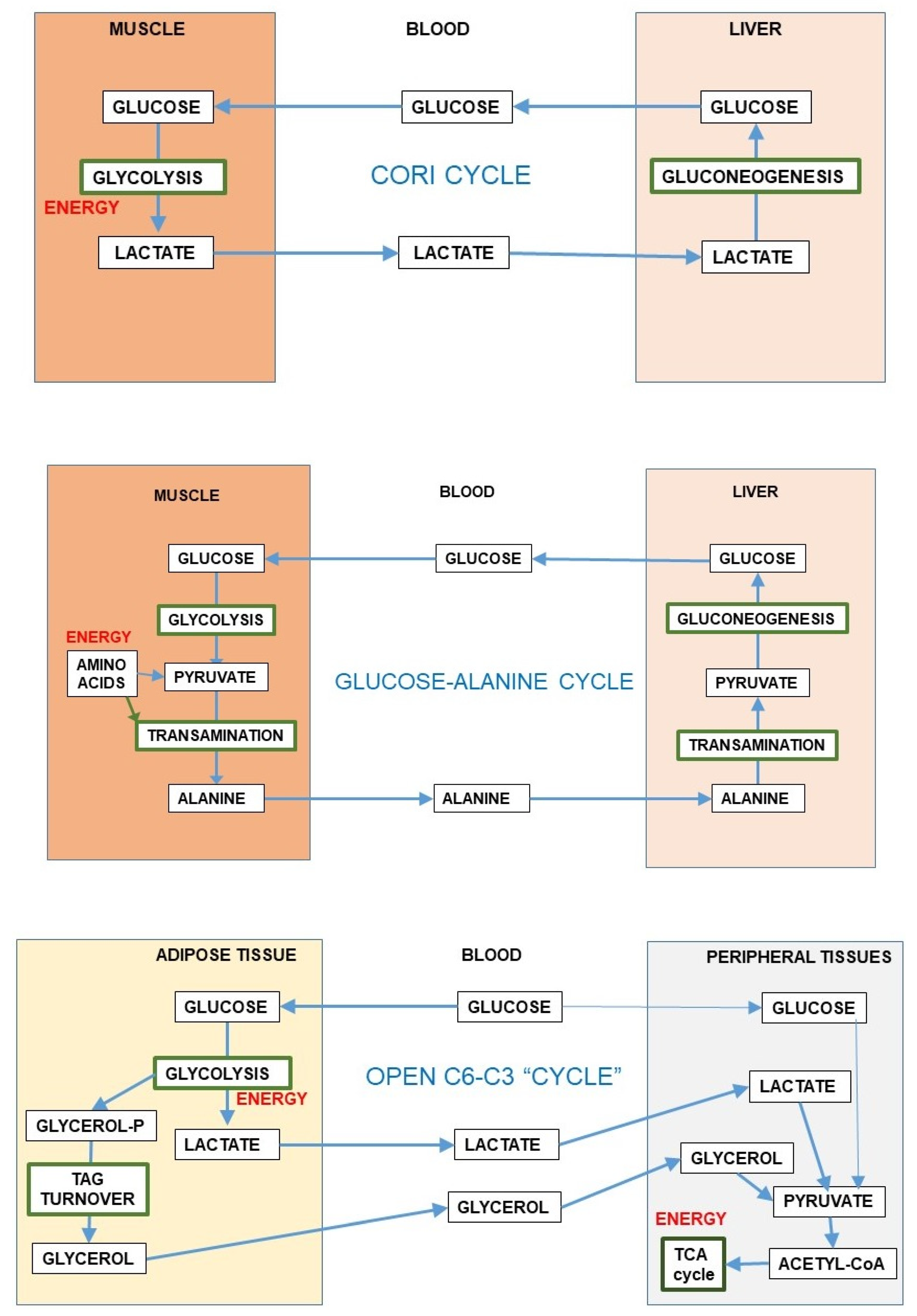 Ijms Free Full Text Dietary Energy Partition The Central Role Of Glucose Html