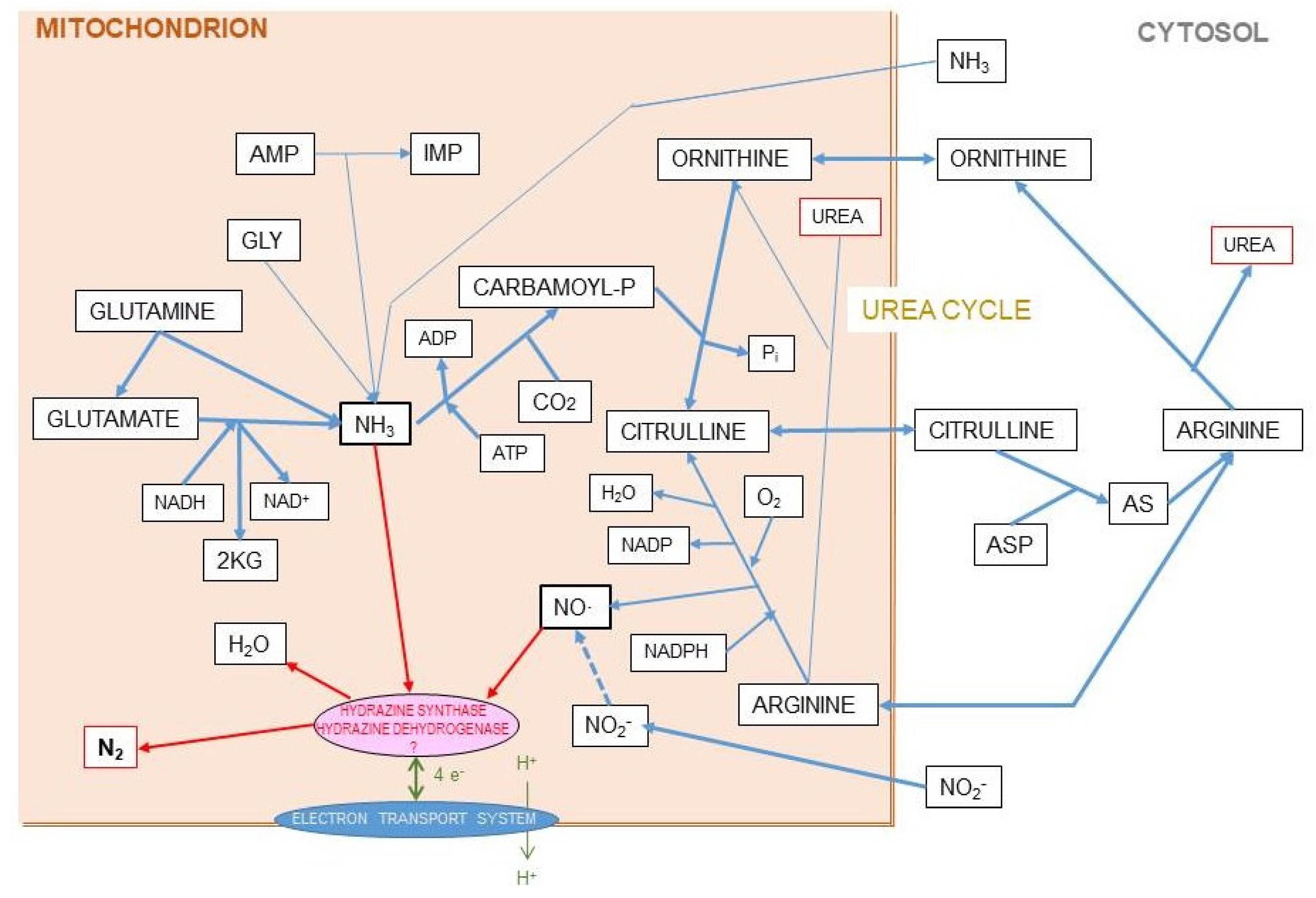 Ijms 21 07729 g008 Ijms 21 07729 g008