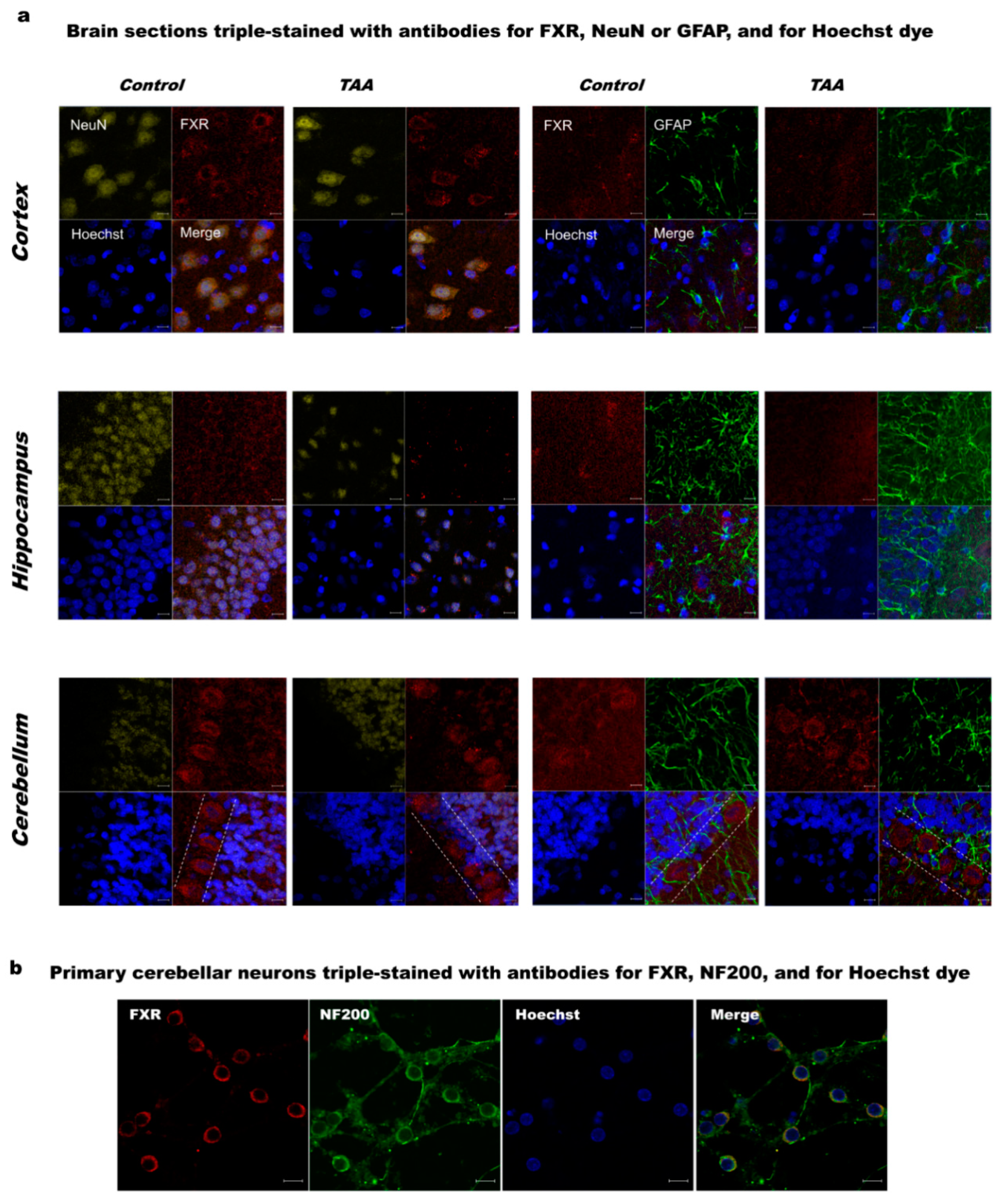 Ijms 21 07750 g001 Ijms 21 07750 g001